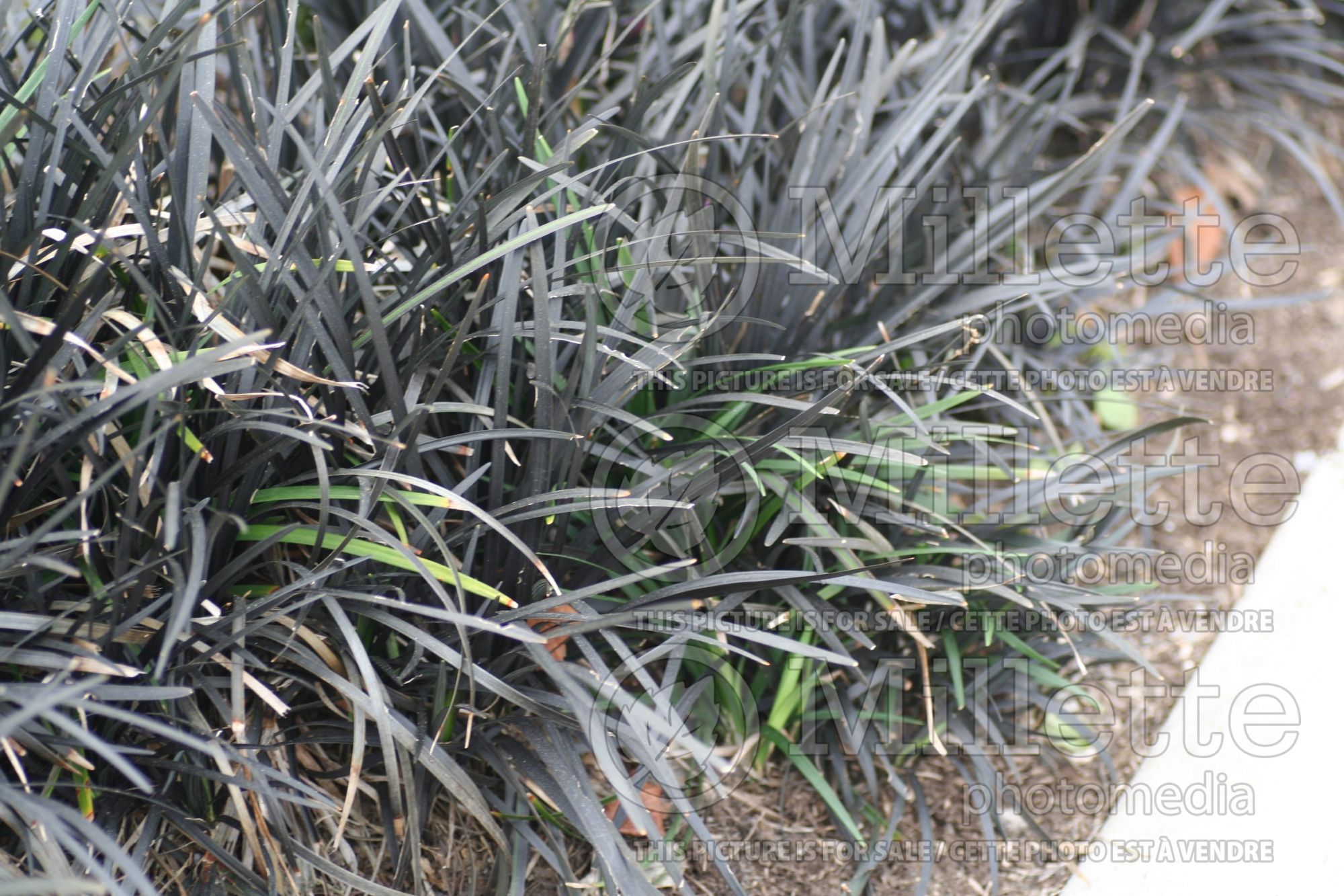 Ophiopogon Nigrescens aka Arabicus aka Black Dragon aka Ebony Knight (Mondo Grass) 4