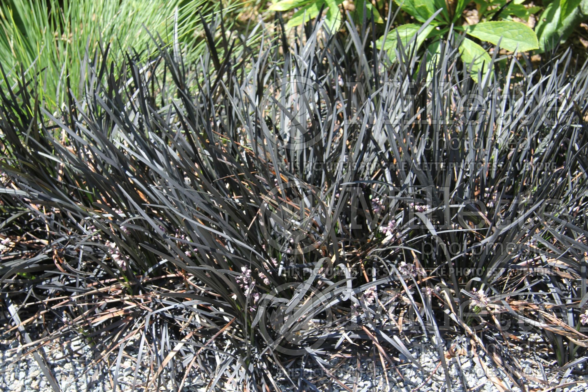 Ophiopogon Nigrescens aka Arabicus aka Black Dragon aka Ebony Knight (Mondo Grass) 6
