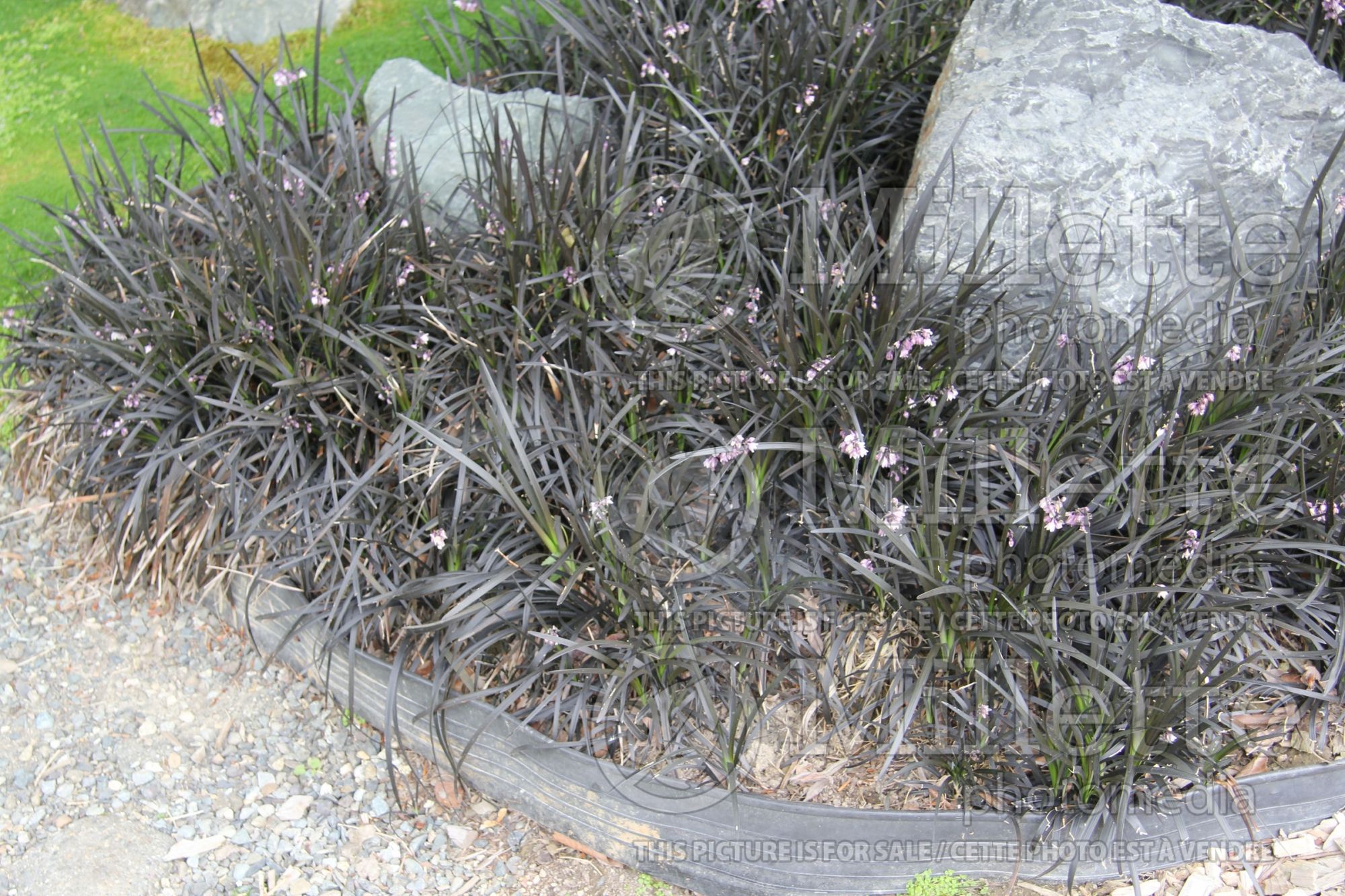 Ophiopogon Nigrescens aka Arabicus aka Black Dragon aka Ebony Knight