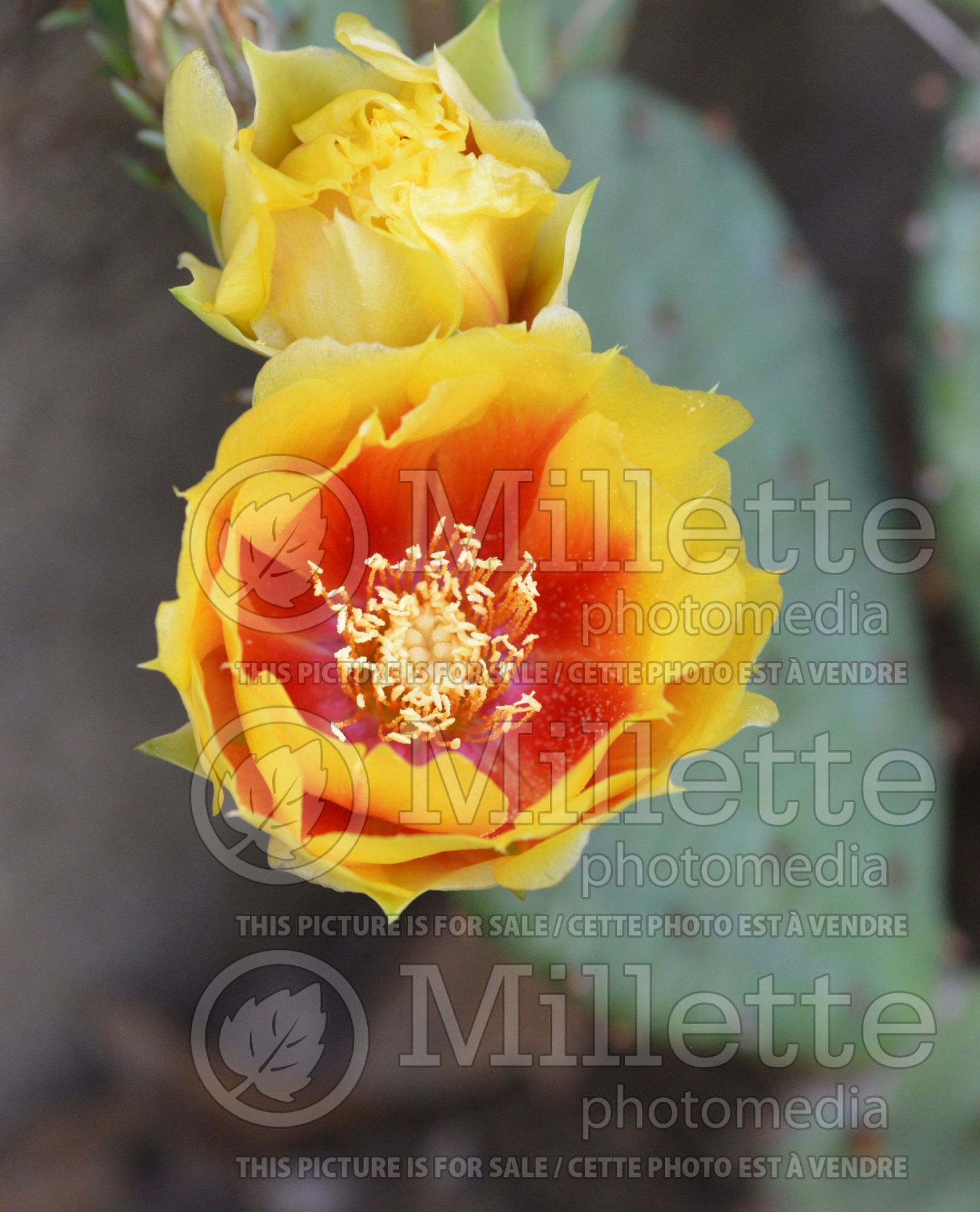 Opuntia humifusa (Pricky Pear cactus) 4