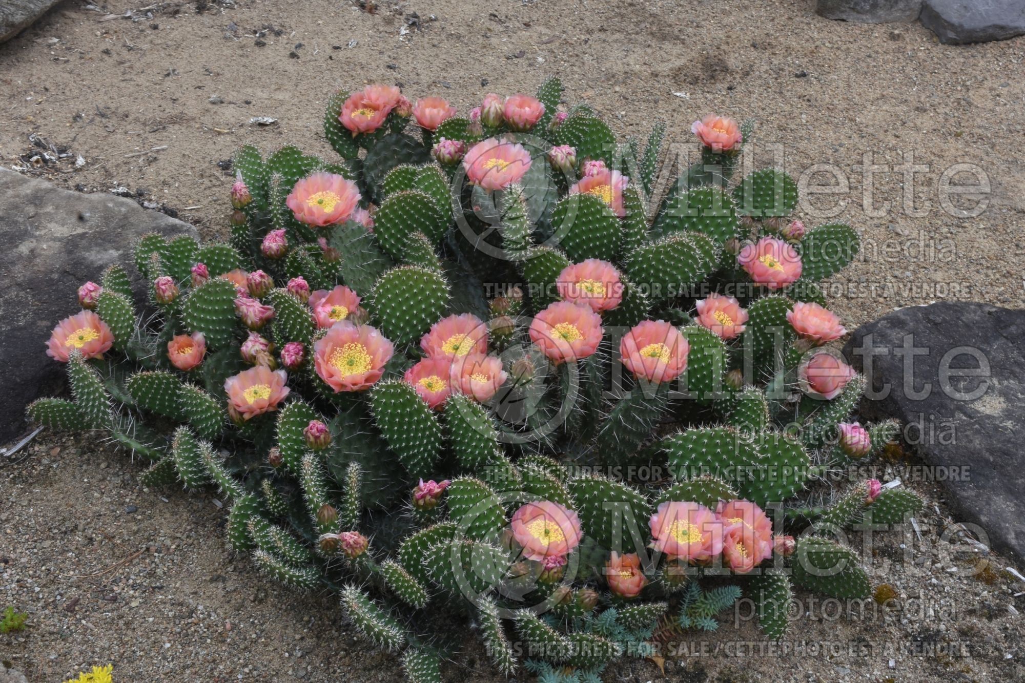 Opuntia Dusty Pink (beavertail cactus) 1