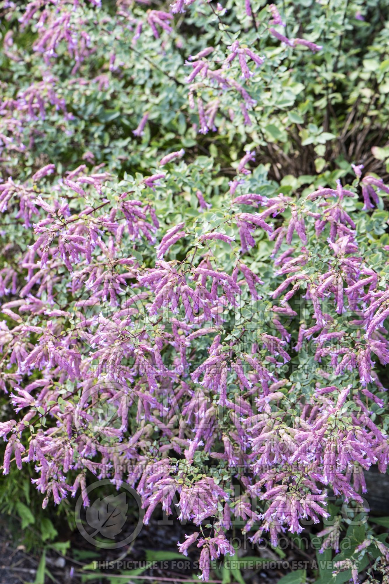 Origanum Bristol Cross (oregano herb) 1