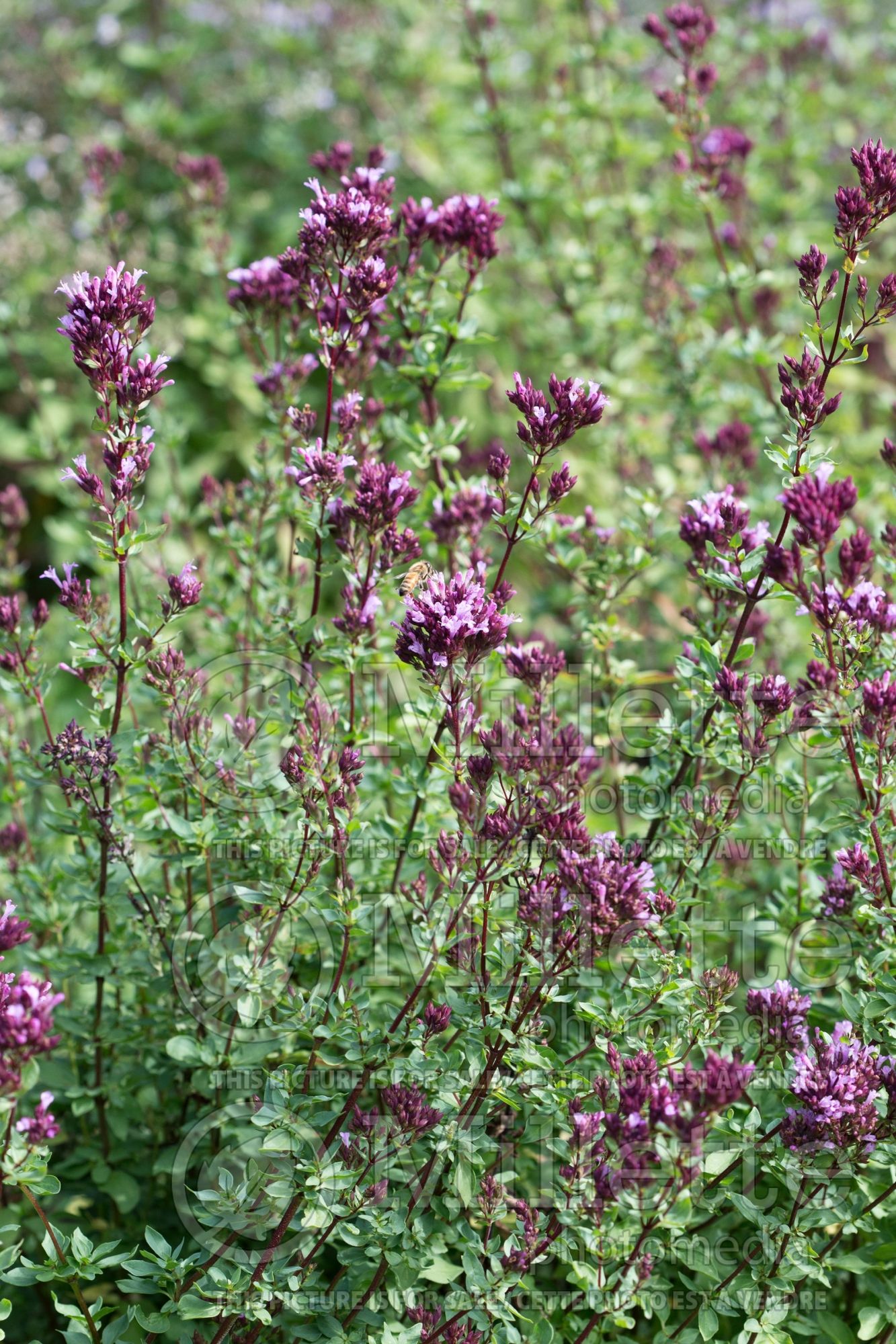 Origanum Herrenhausen (oregano herb) 2