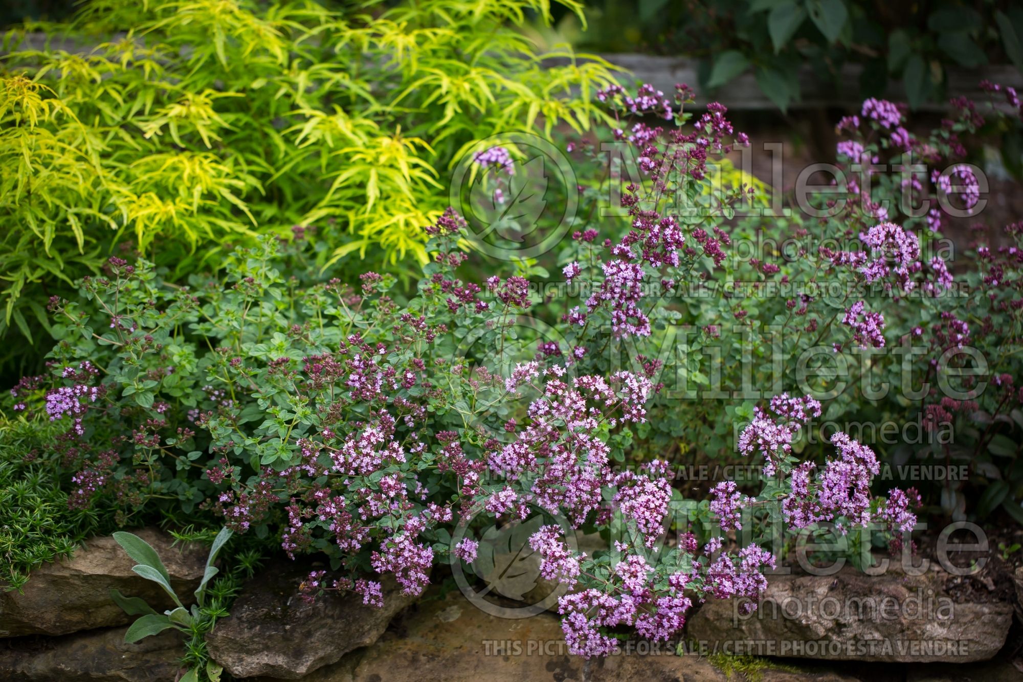 Origanum Rosenkuppel (Marjoram) 4