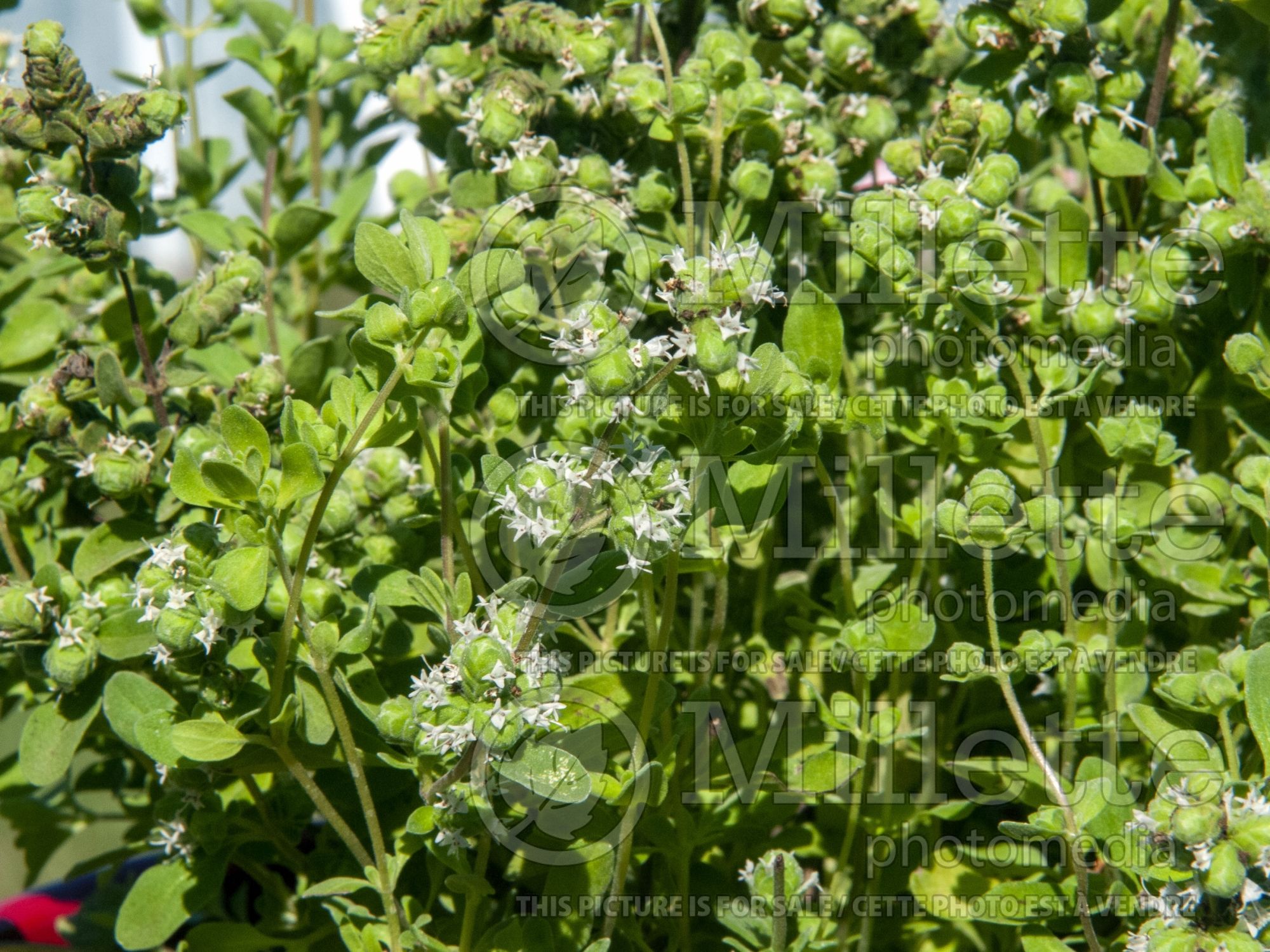 Origanum majorana (sweet marjoram) 4