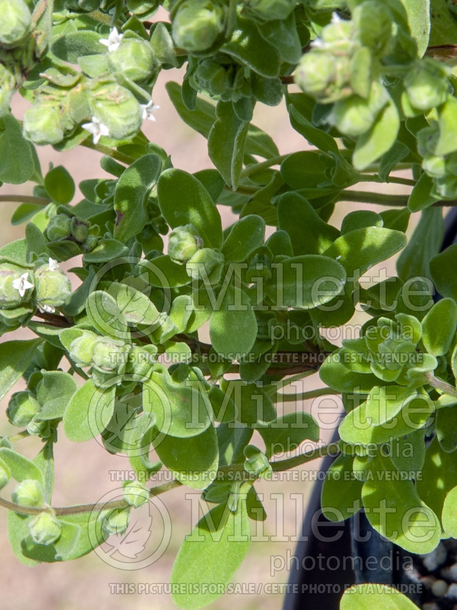Origanum majorana (Sweet marjoram - marjolaine) 1