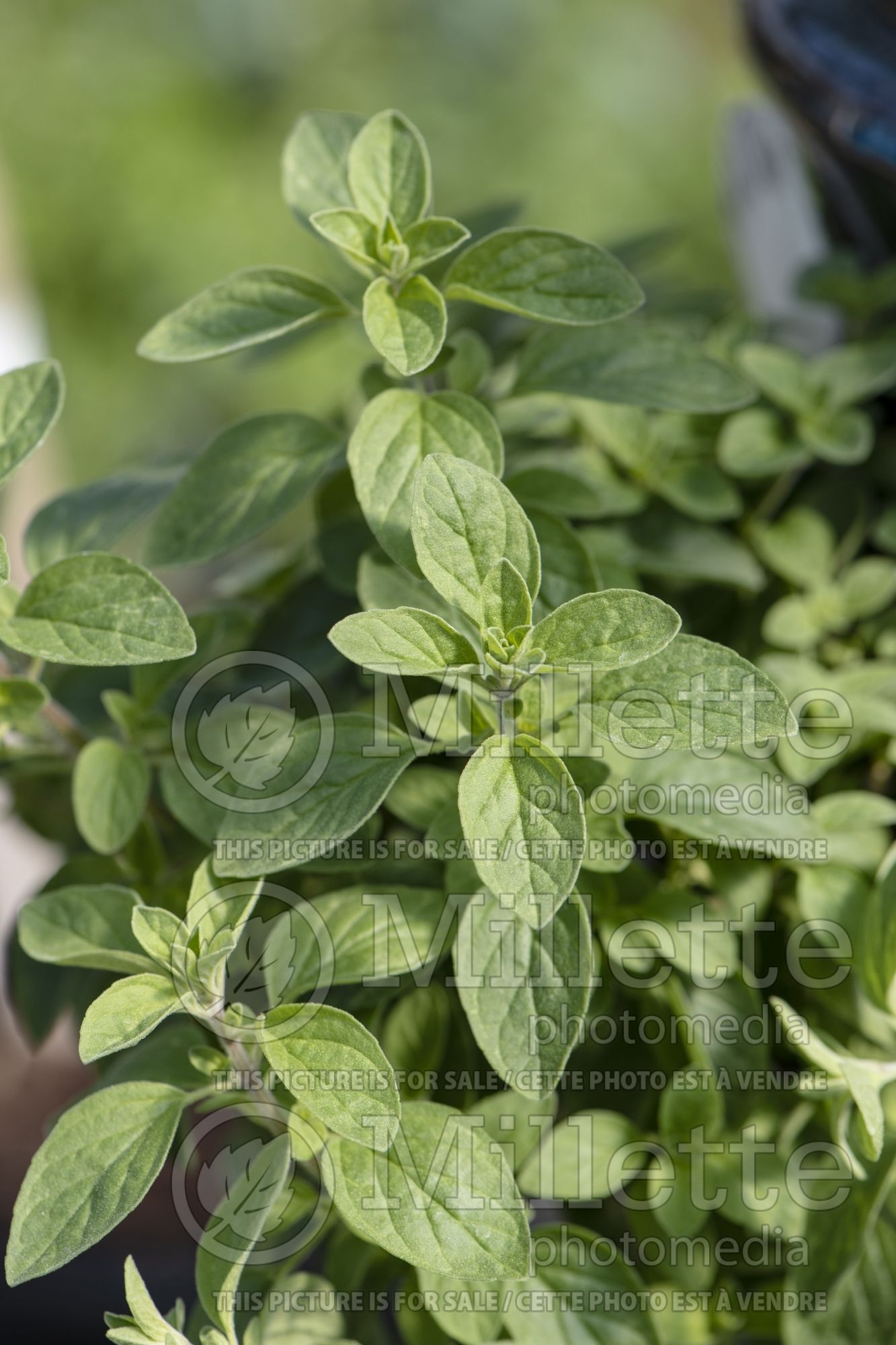 Origanum majorana (Sweet marjoram - marjolaine) 2