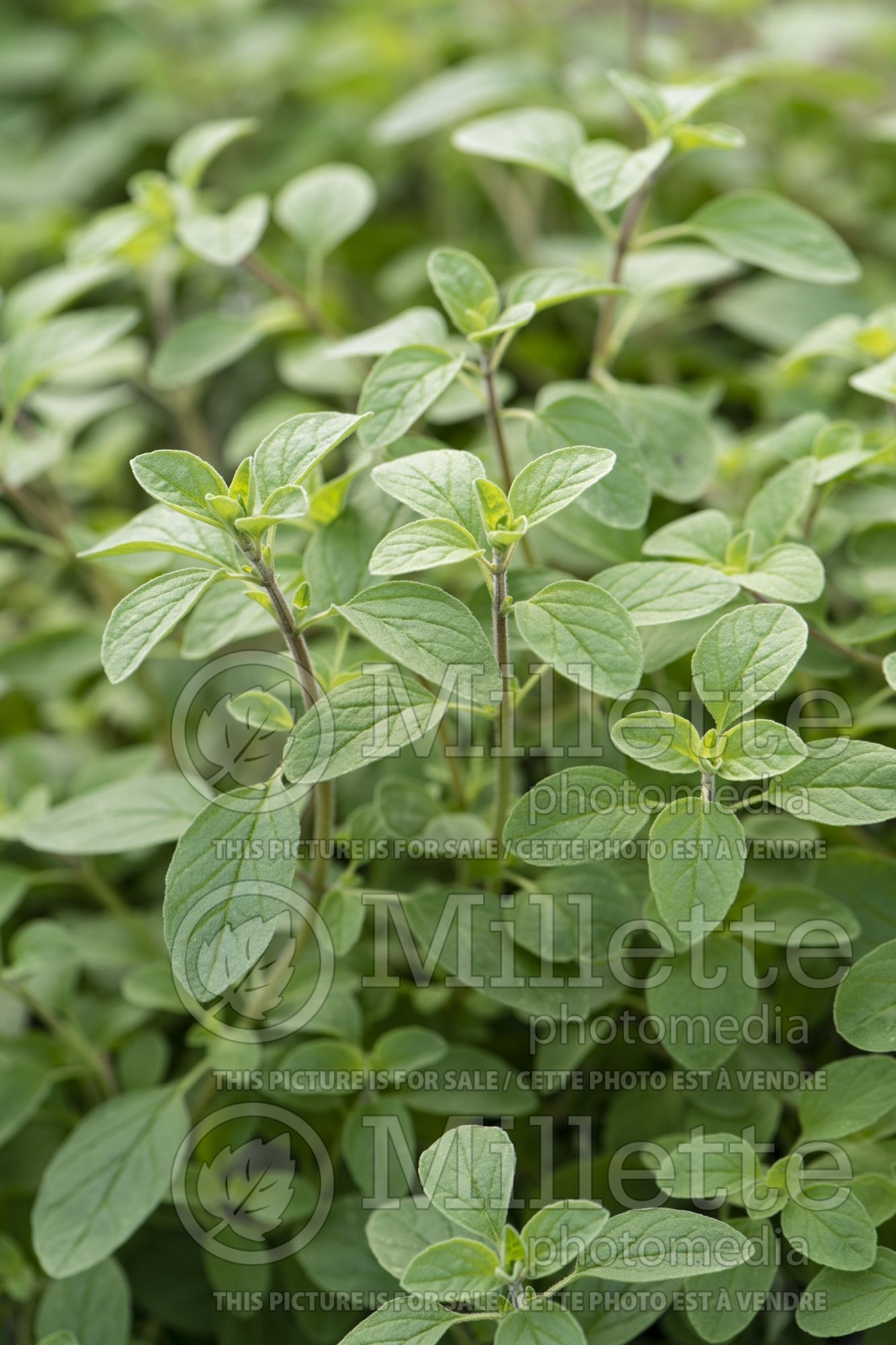Origanum majorana (sweet marjoram) 3