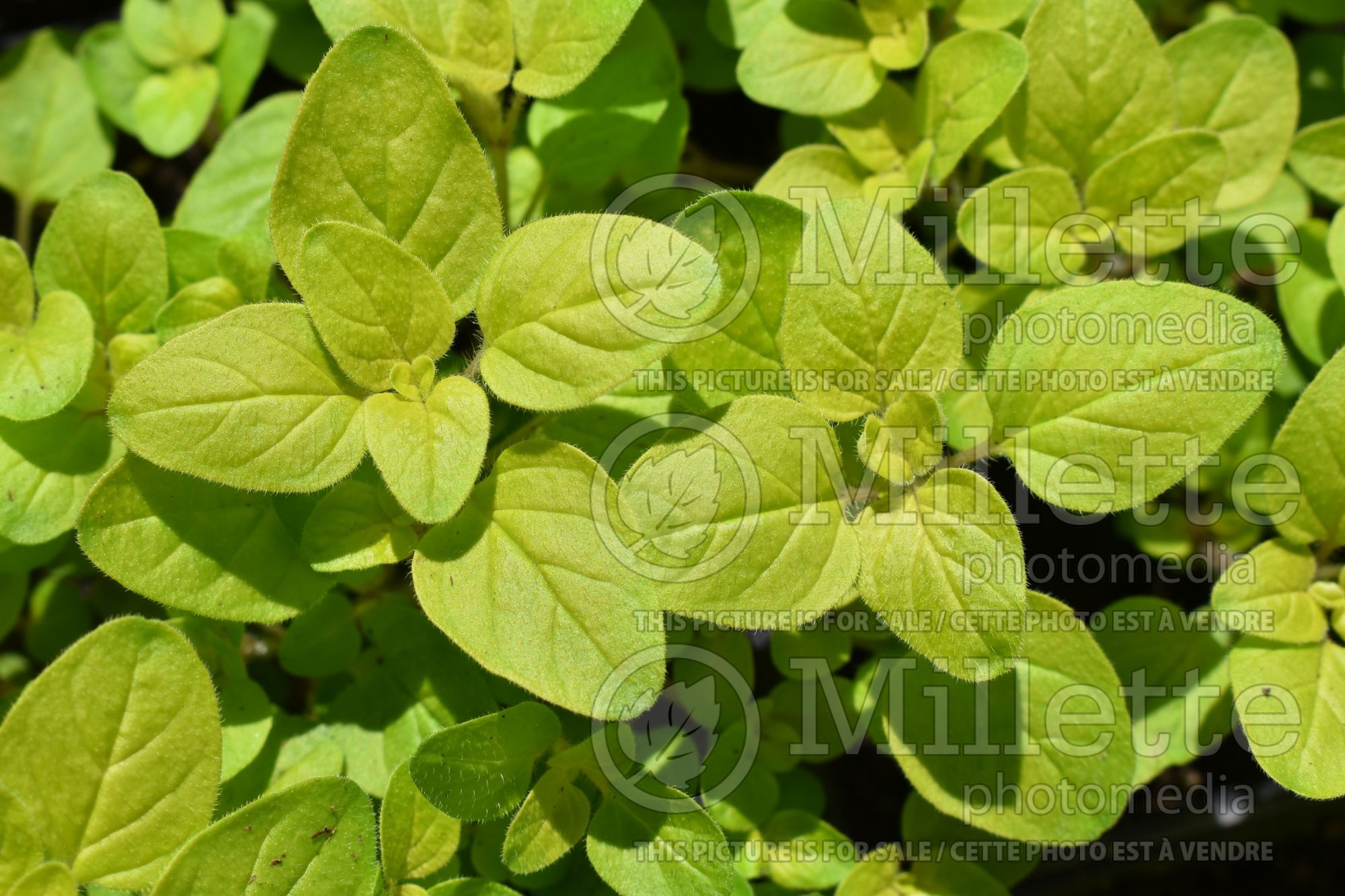 Origanum Aureum (Marjoram) 9
