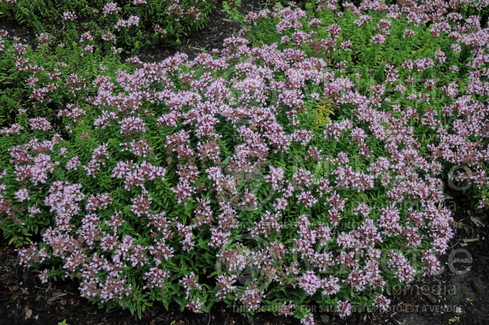 Origanum Compactum Nanum (Oregano herb - origan) 1