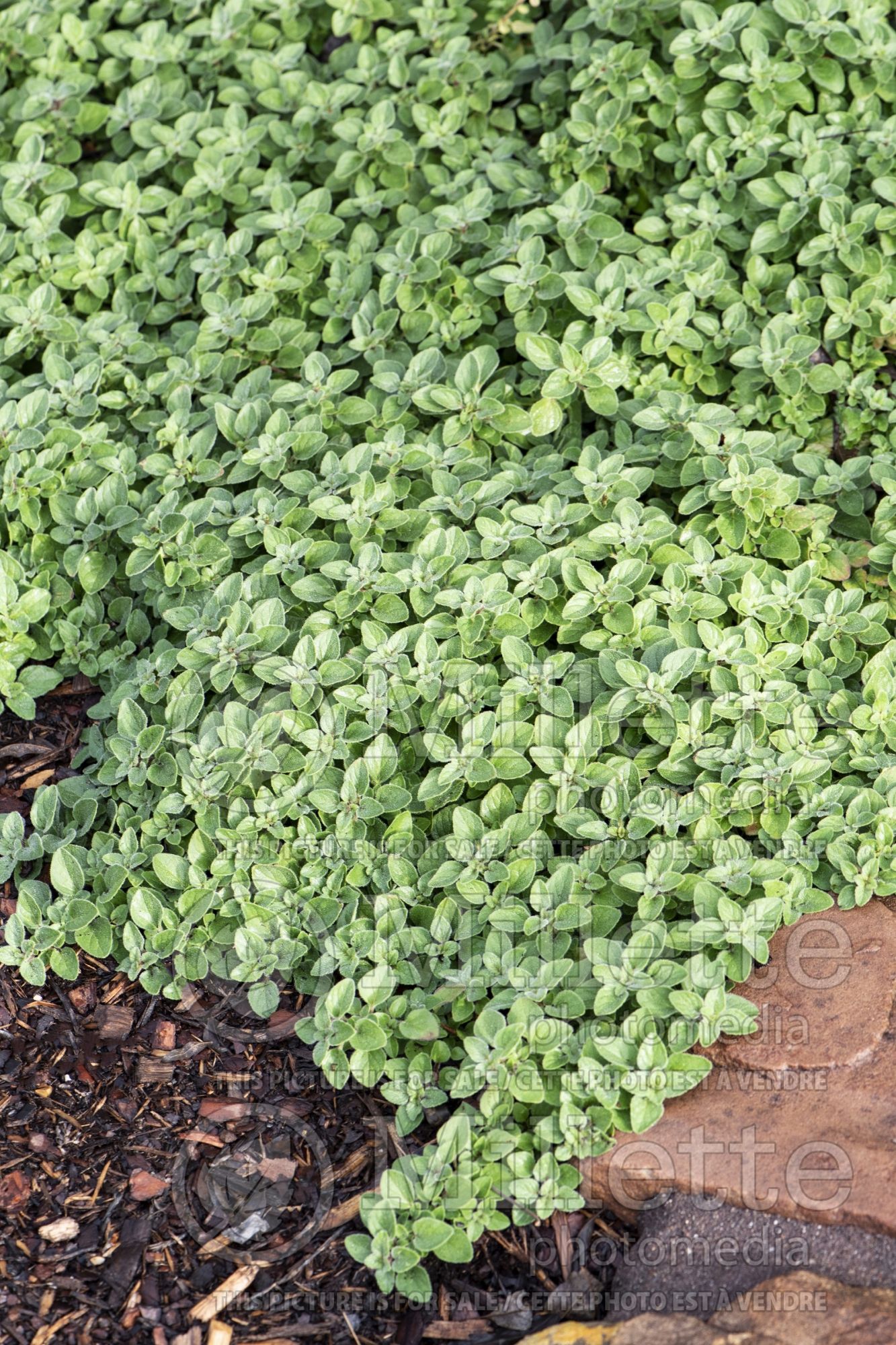 Origanum vulgare (oregano) 1