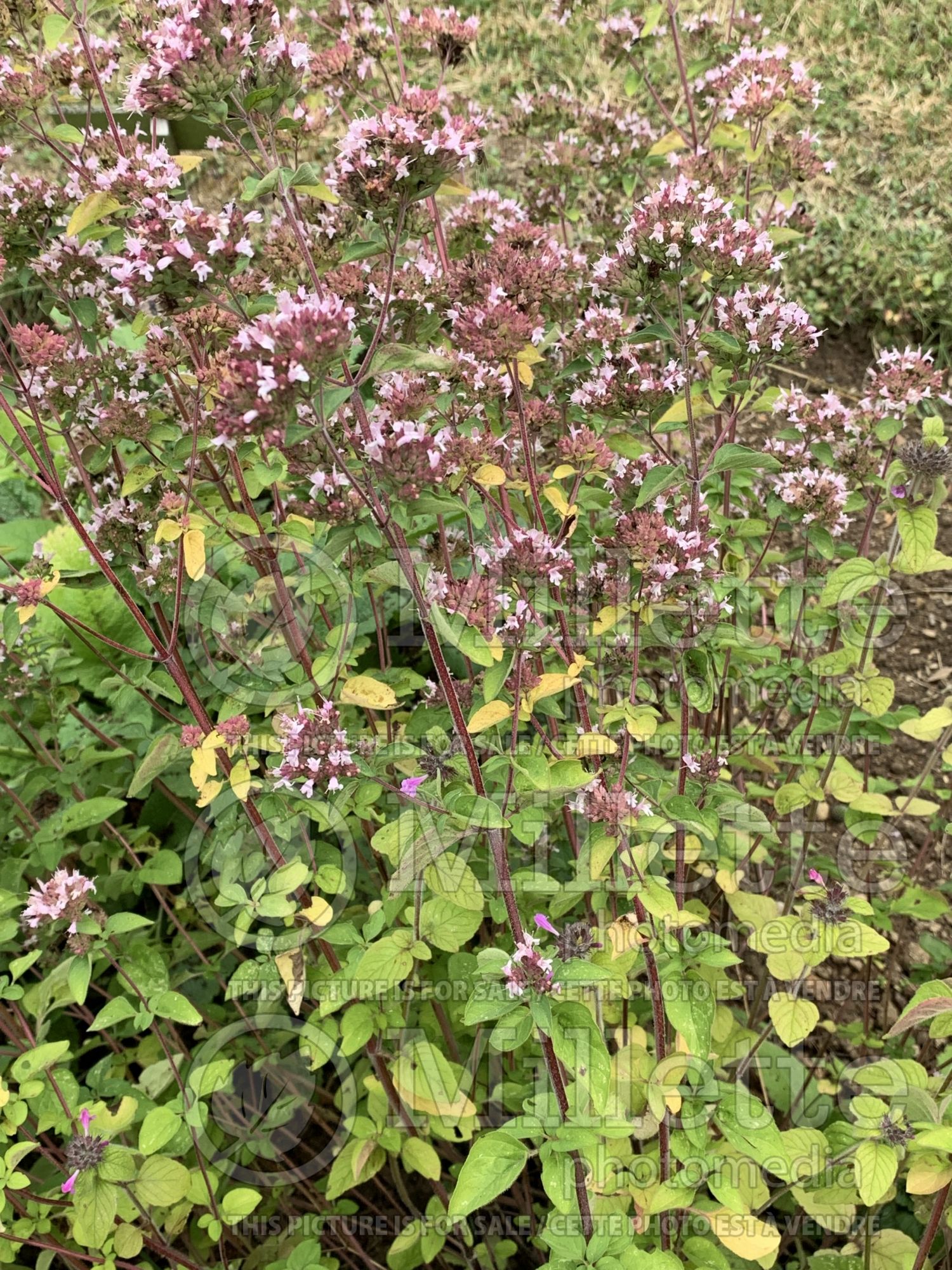 Origanum vulgare (oregano herb) 4