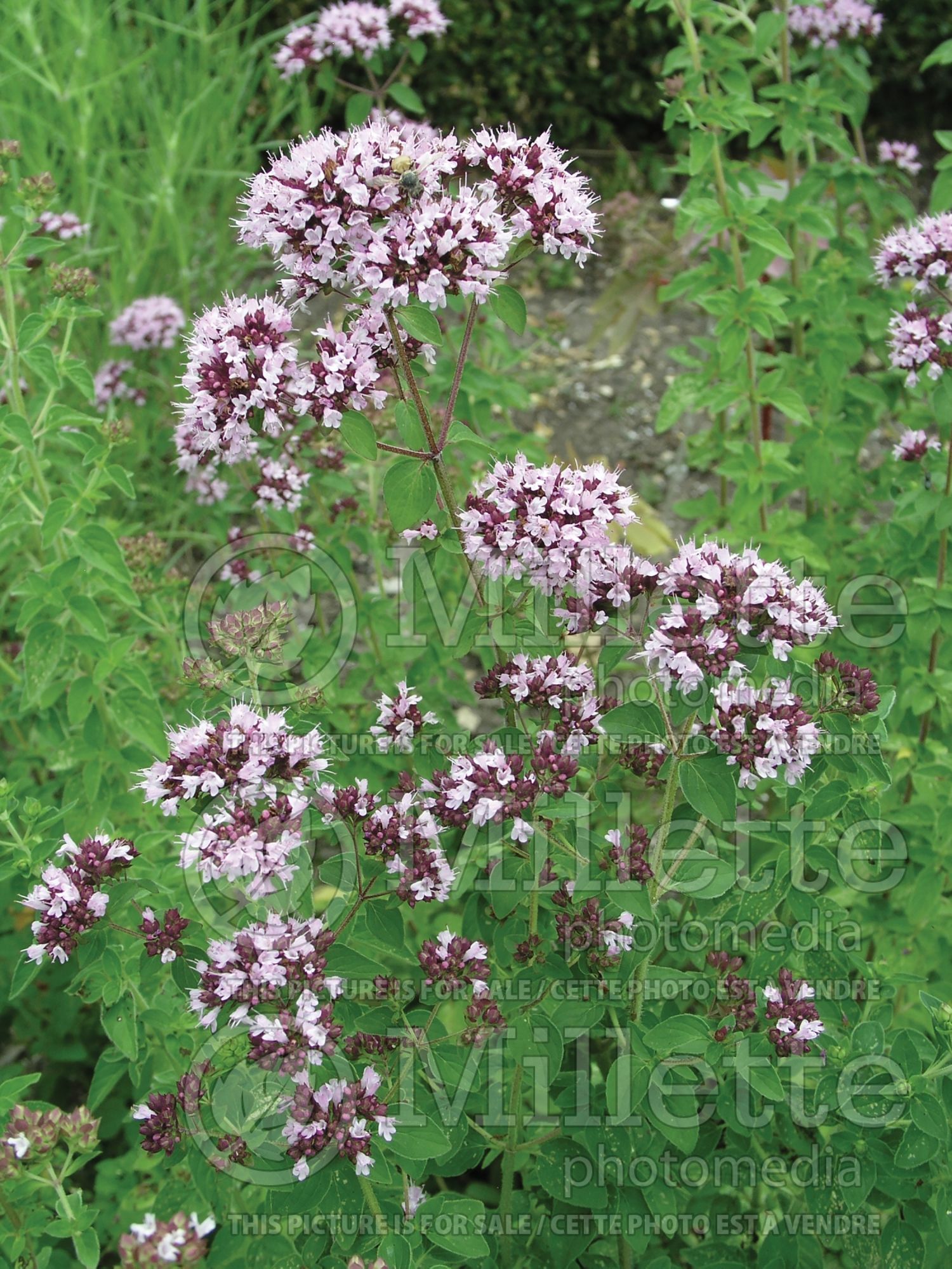 Origanum vulgare (oregano herb - origan) 5
