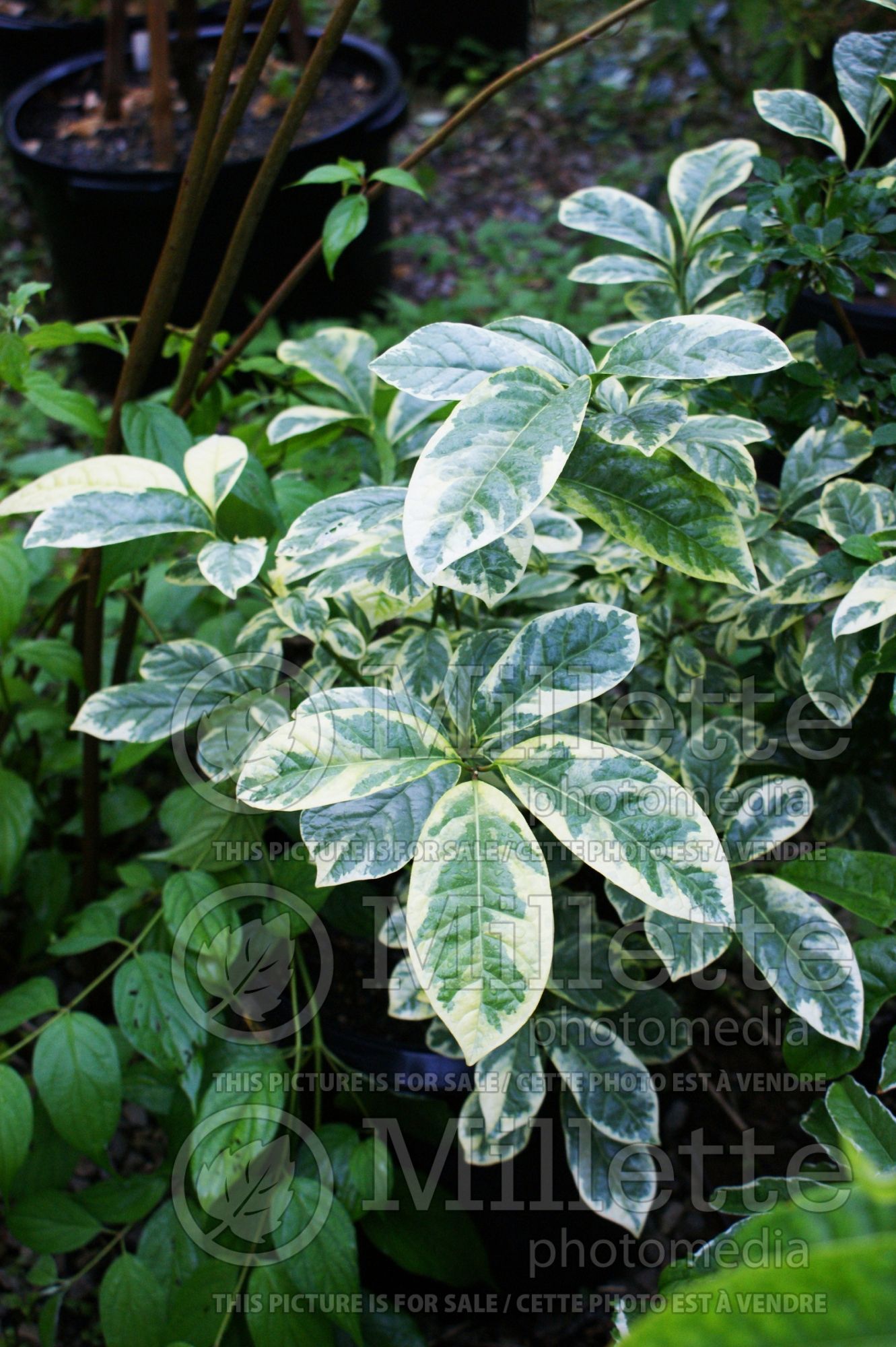 Orixa Pearl Frost (Japanese Orixa) 1
