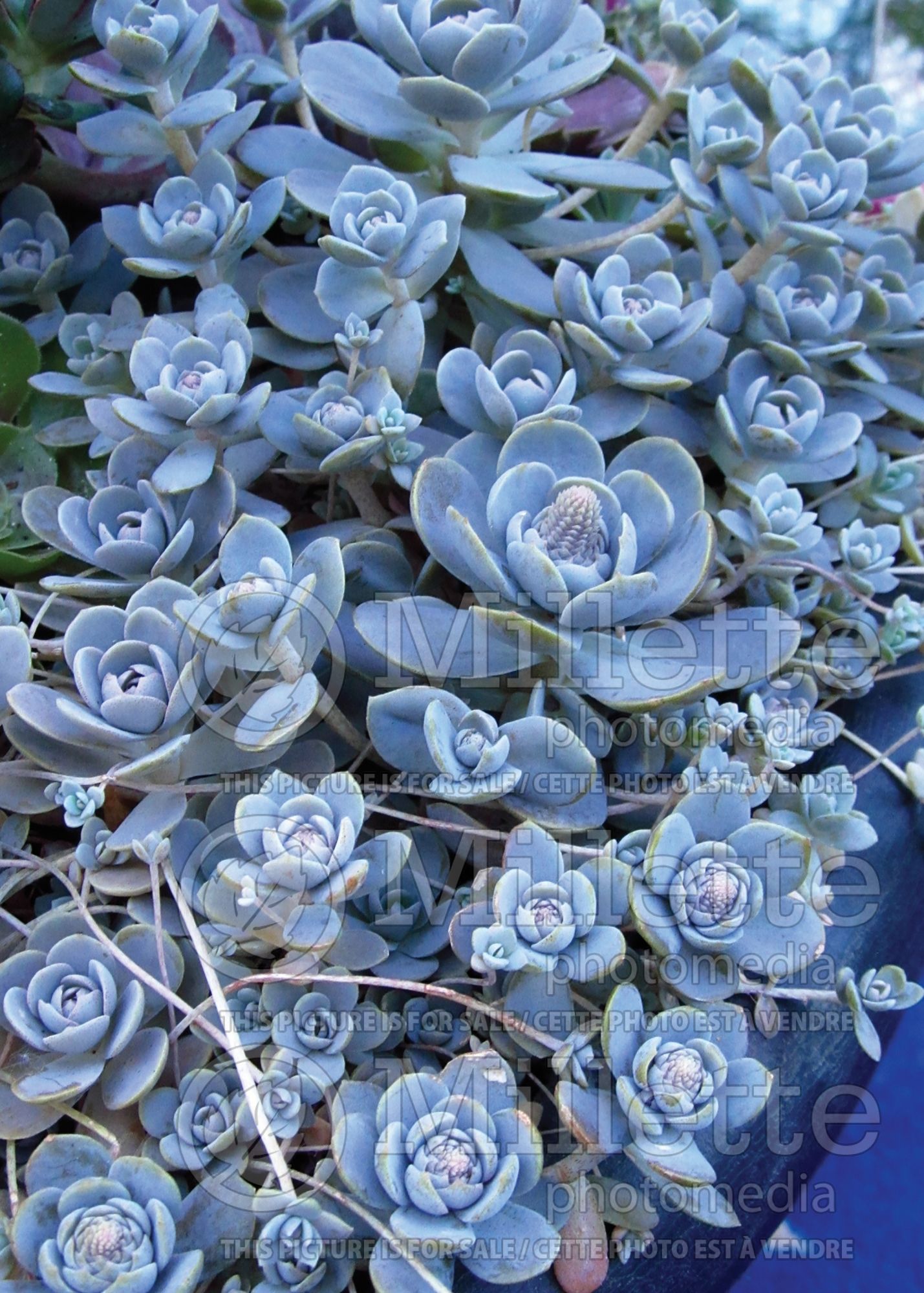 Orostachys iwarenge (Chinese Dunce Cap) 1