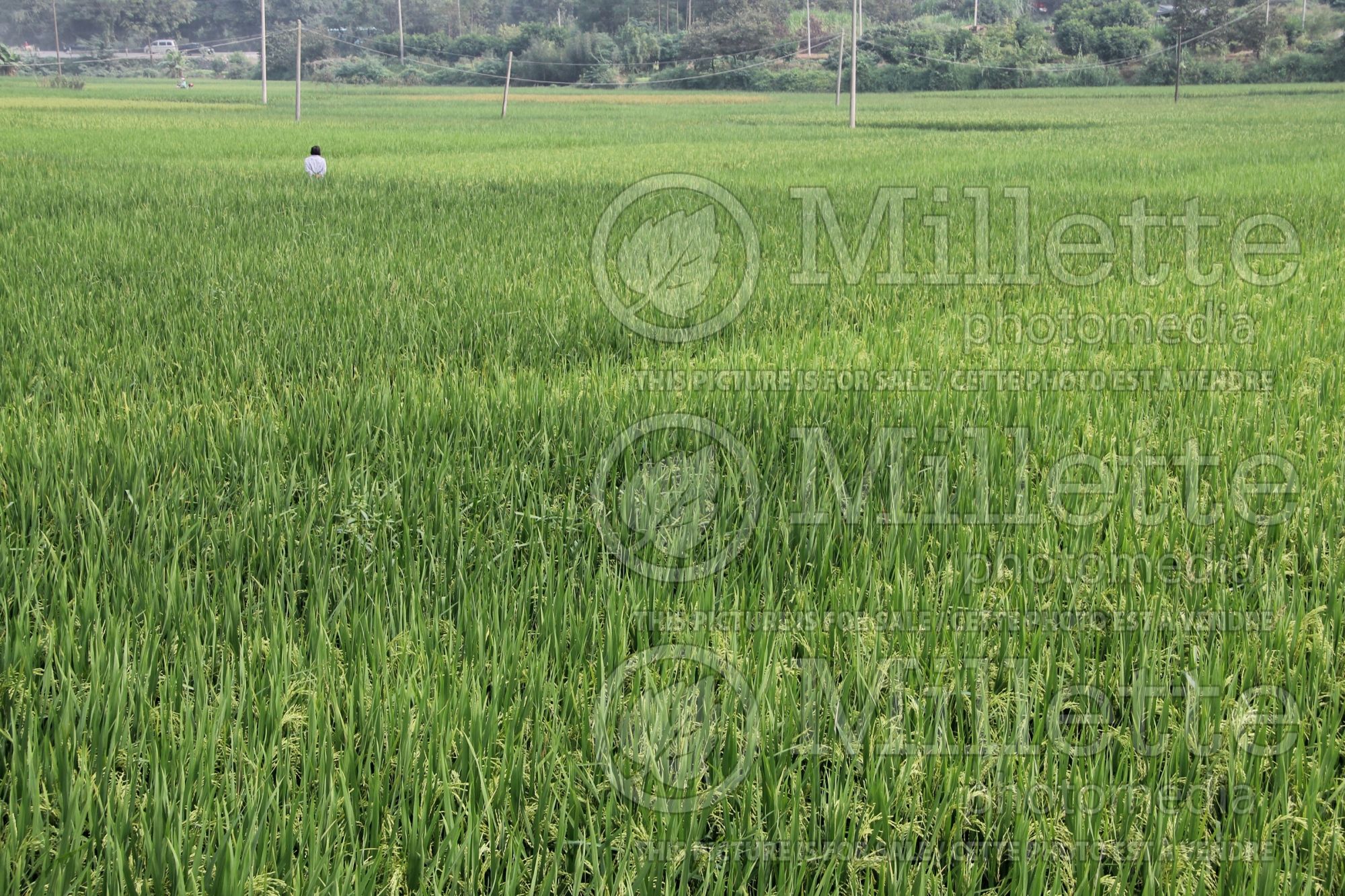 Oryza sativa (Asian rice vegetable) 4
