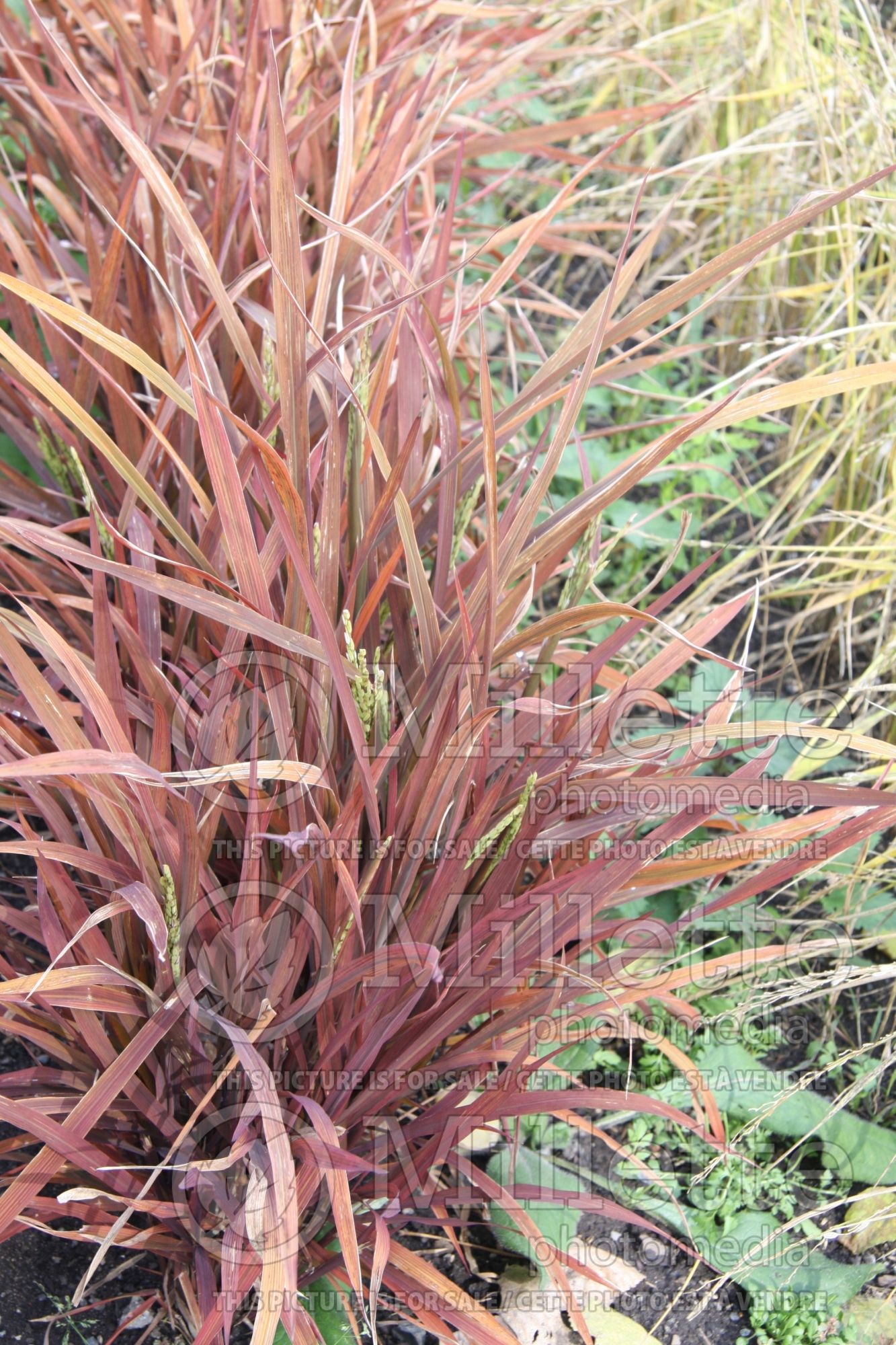 Oryza Black Madras (Ornamental Rice) 5