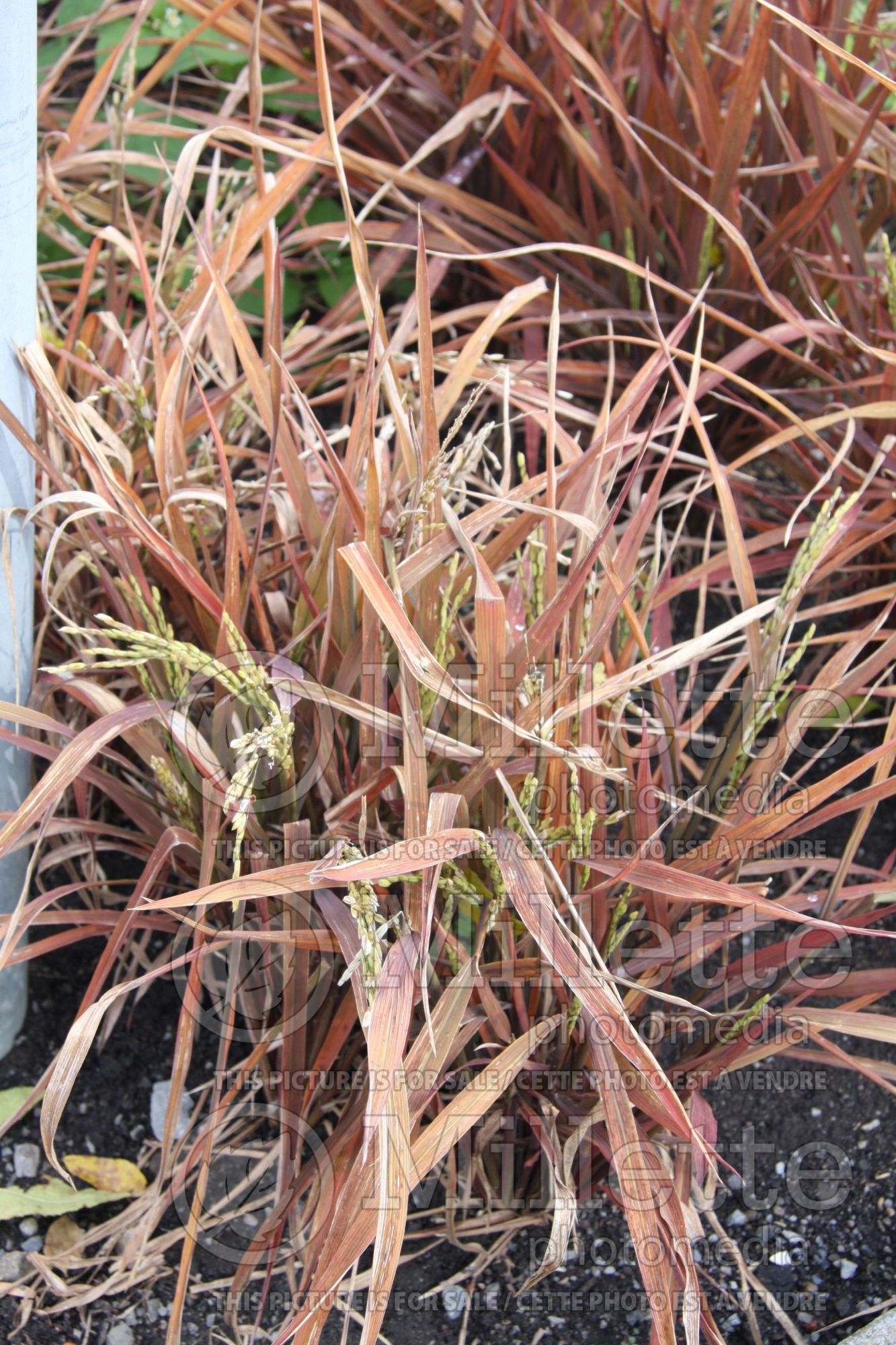 Oryza Black Madras (Ornamental Rice) 6