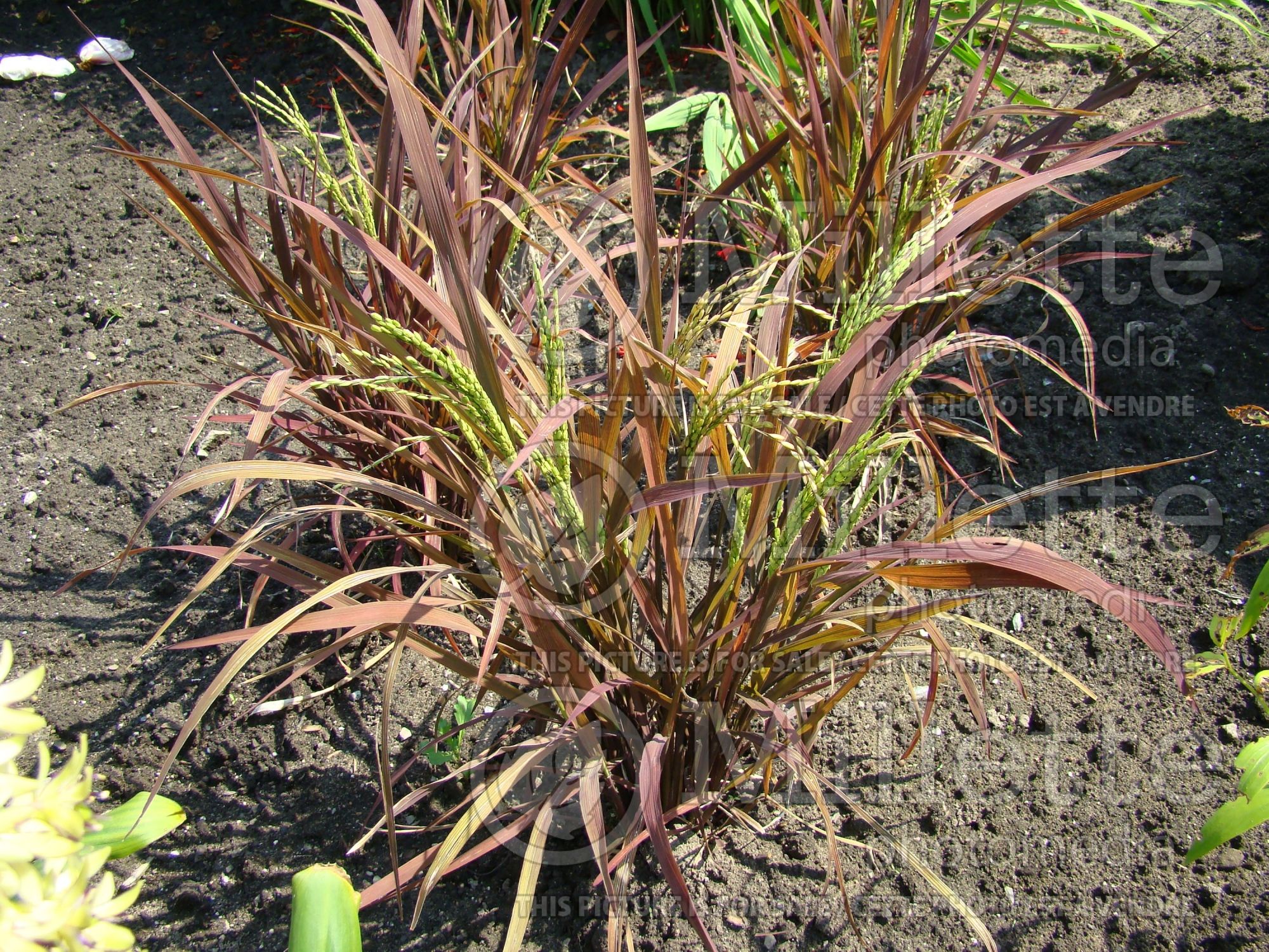 Oryza Black Madras (Ornamental Rice) 7