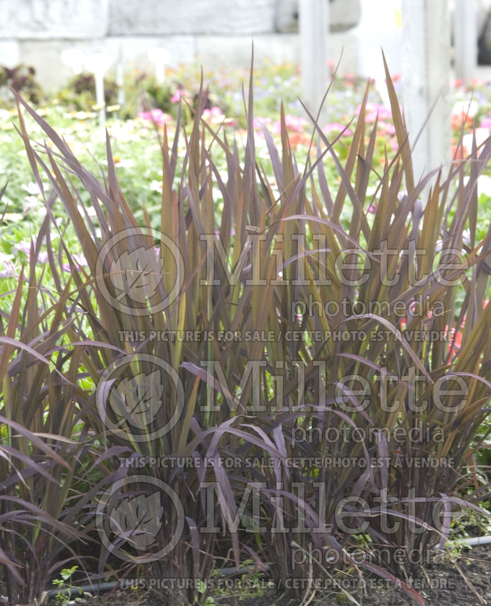 Oryza Black Madras (Ornamental Rice) 9
