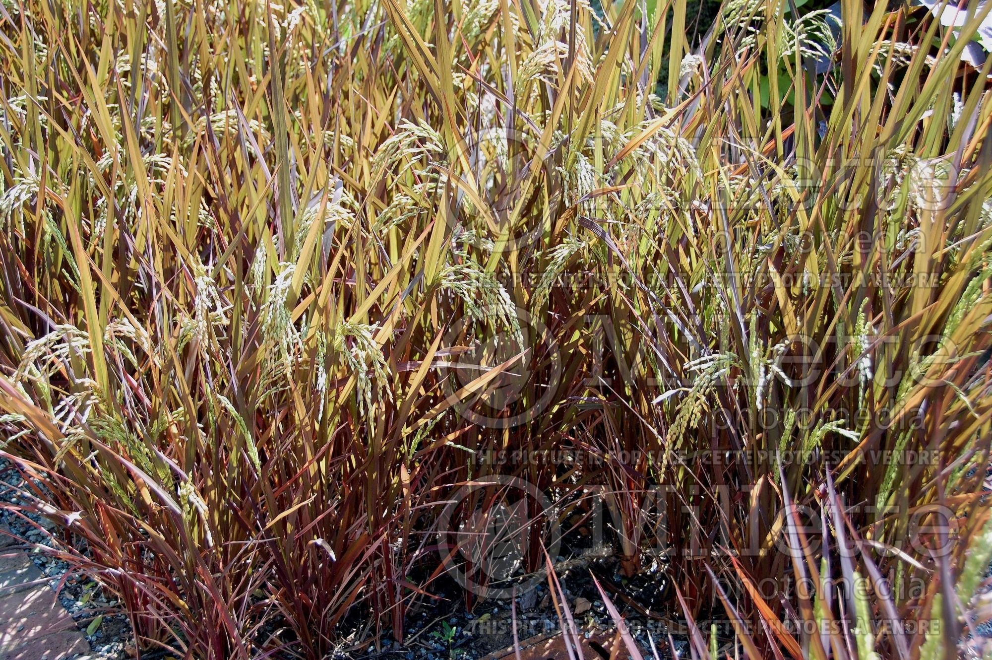 Oryza Black Madras (Ornamental Rice) 4