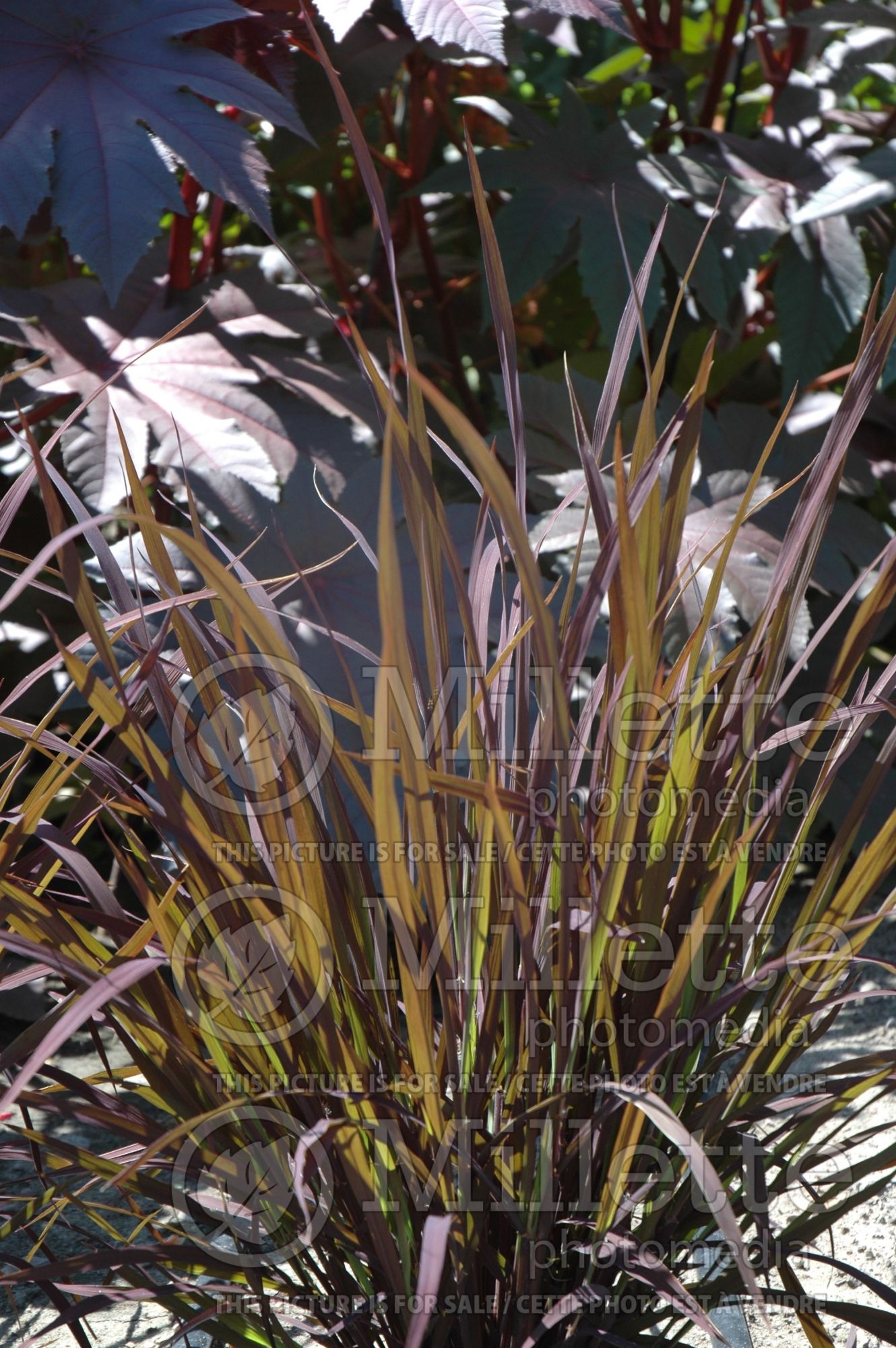 Oryza Black Madras (Ornamental Rice) 10