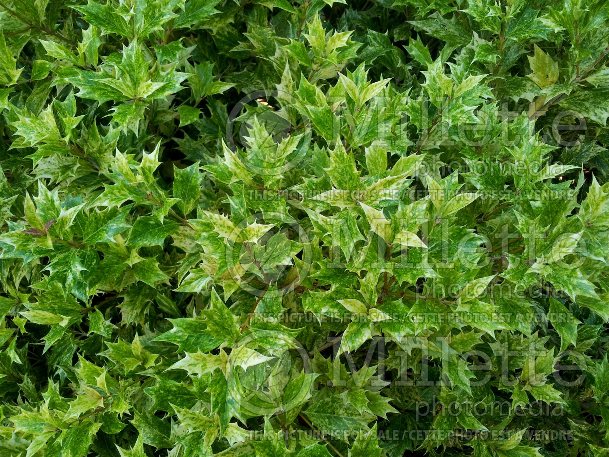 Osmanthus Tricolor (holly olive) 1