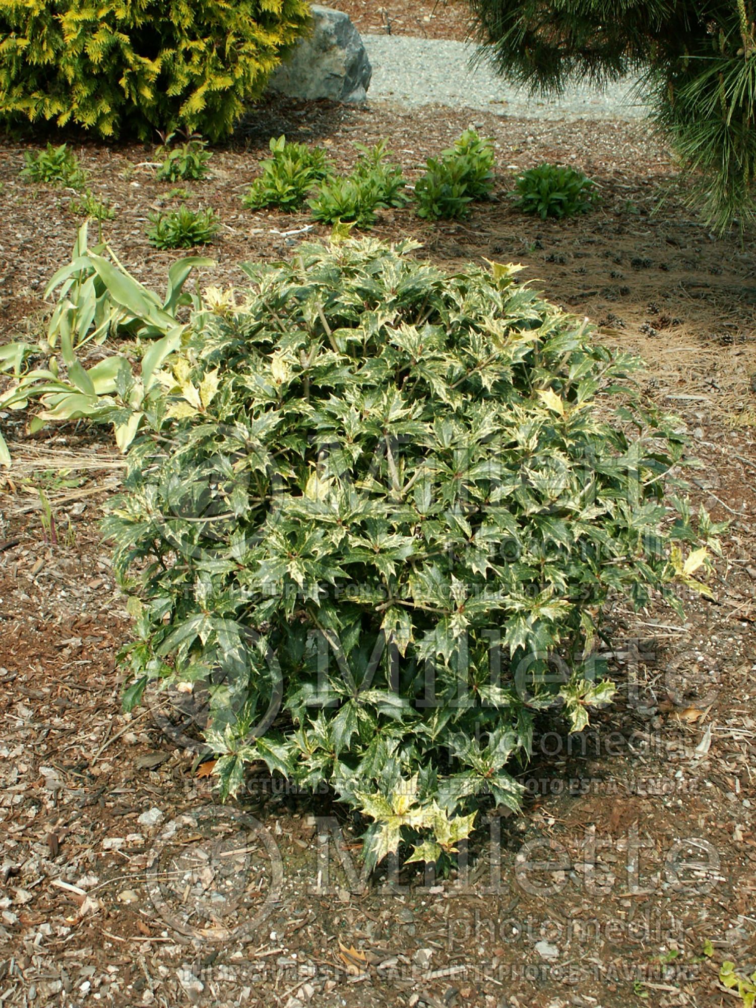 Osmanthus Variegatus (holly olive) 1