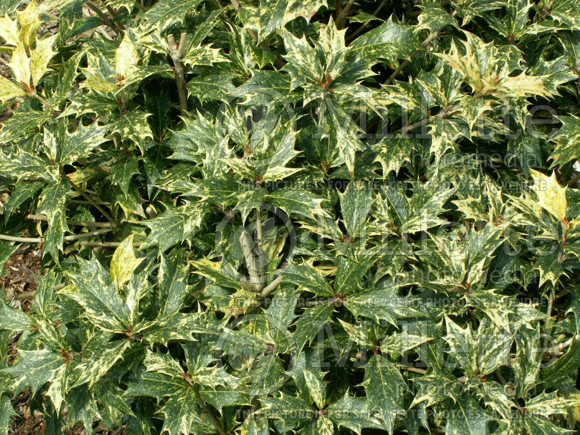 Osmanthus Variegatus (holly olive) 2