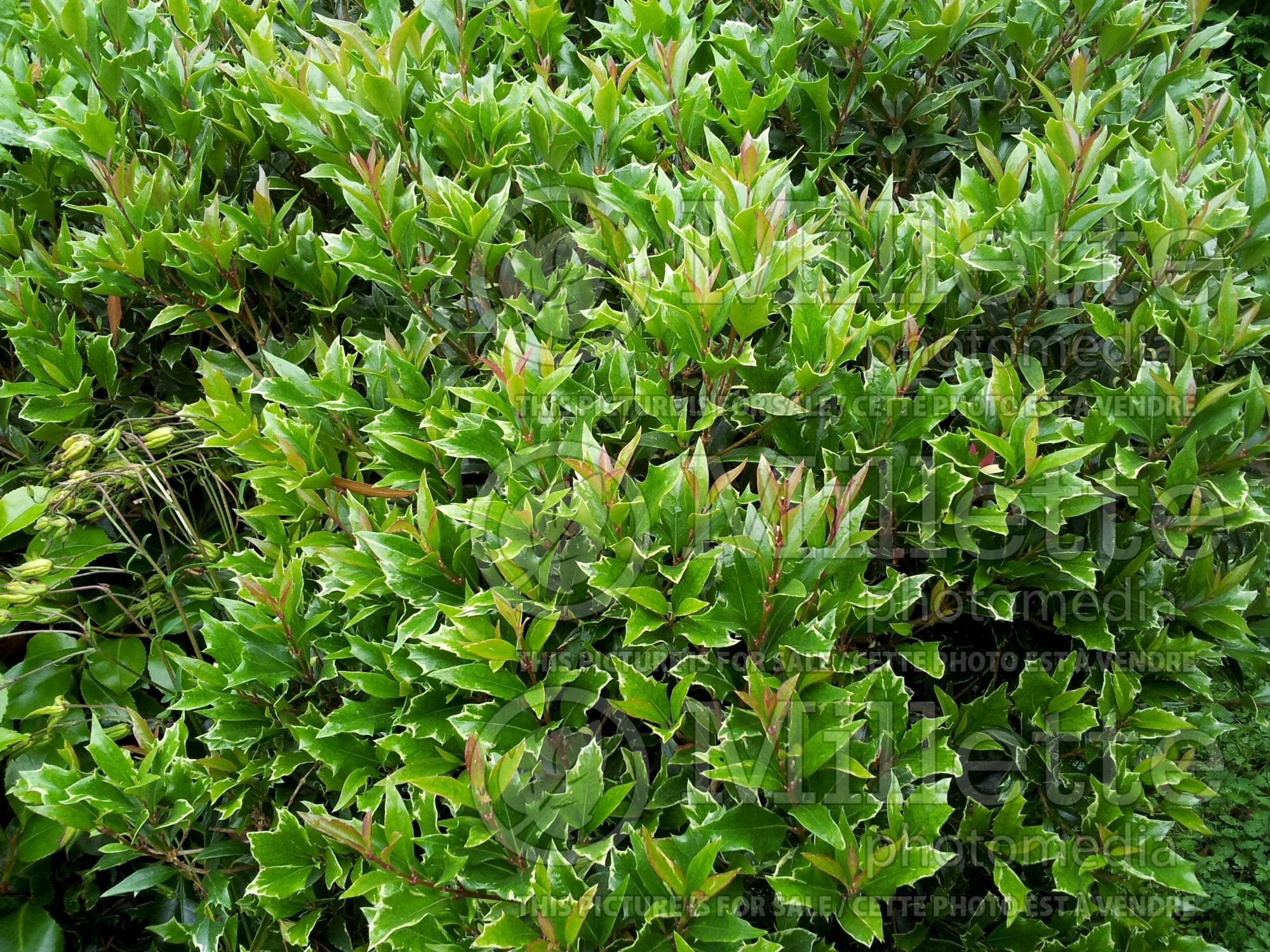 Osmanthus Variegatus (holly olive) 6
