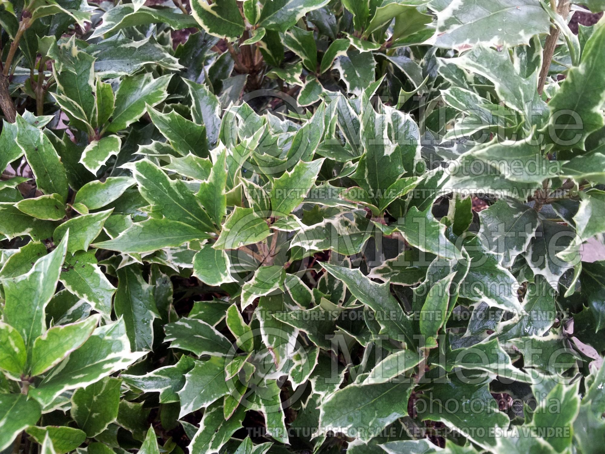 Osmanthus Variegatus (holly olive) 5