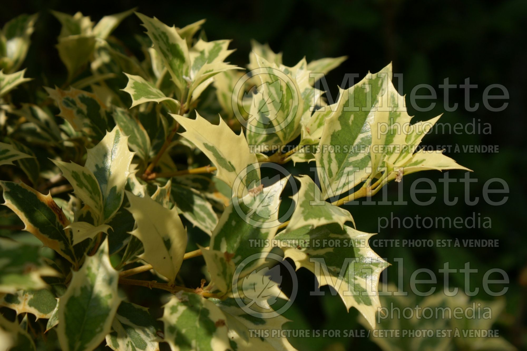 Osmanthus Variegatus (holly olive) 4