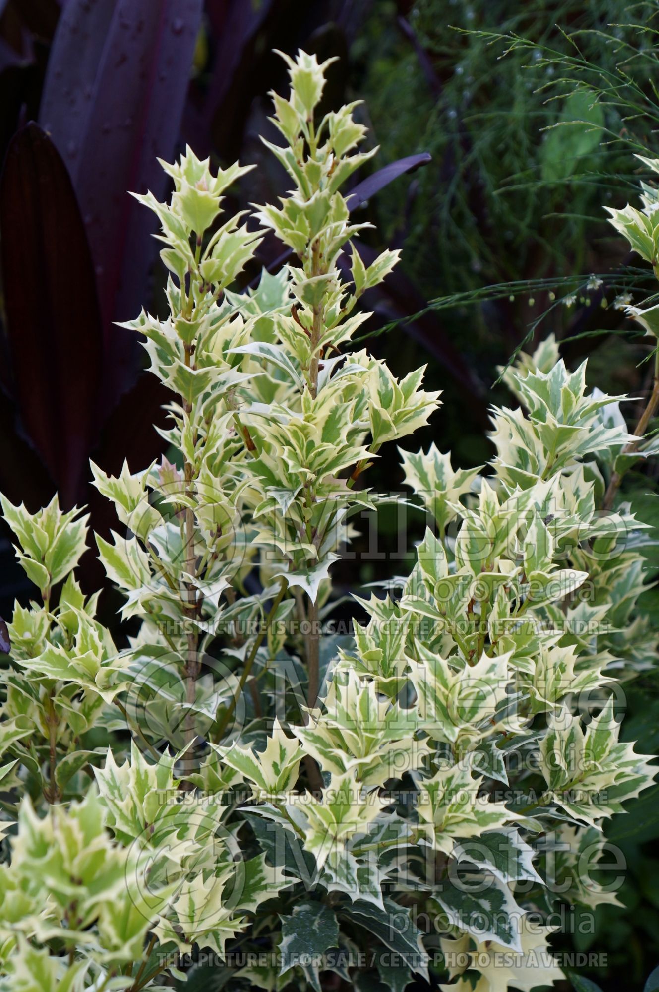 Osmanthus Variegatus (holly olive) 3