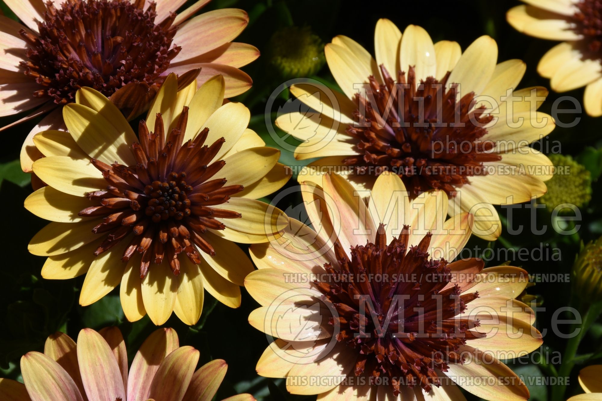 Osteospermum 4D Harvest Moon (African Daisy, Cape Daisy) 3