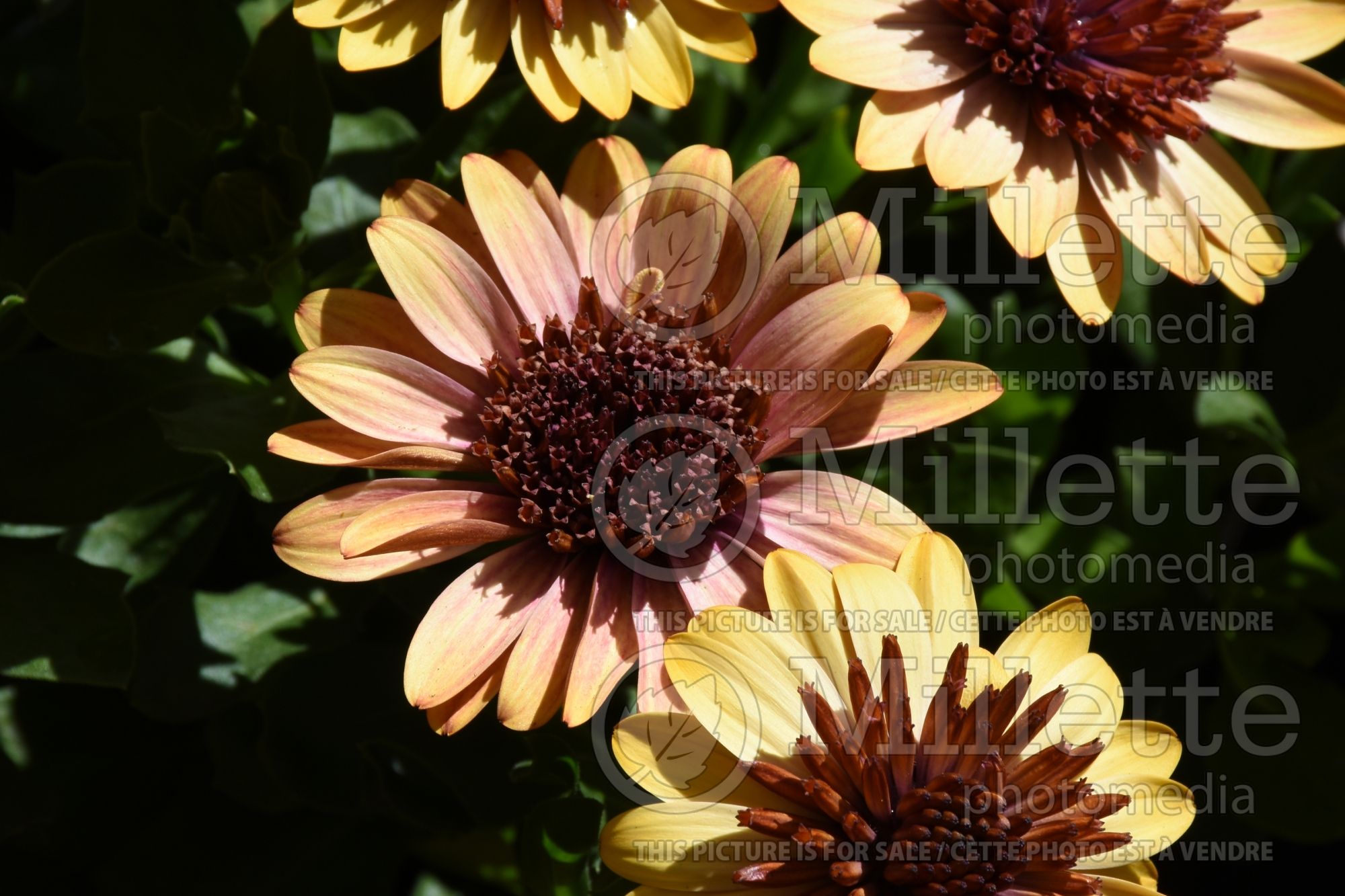 Osteospermum 4D Harvest Moon (African Daisy, Cape Daisy) 4