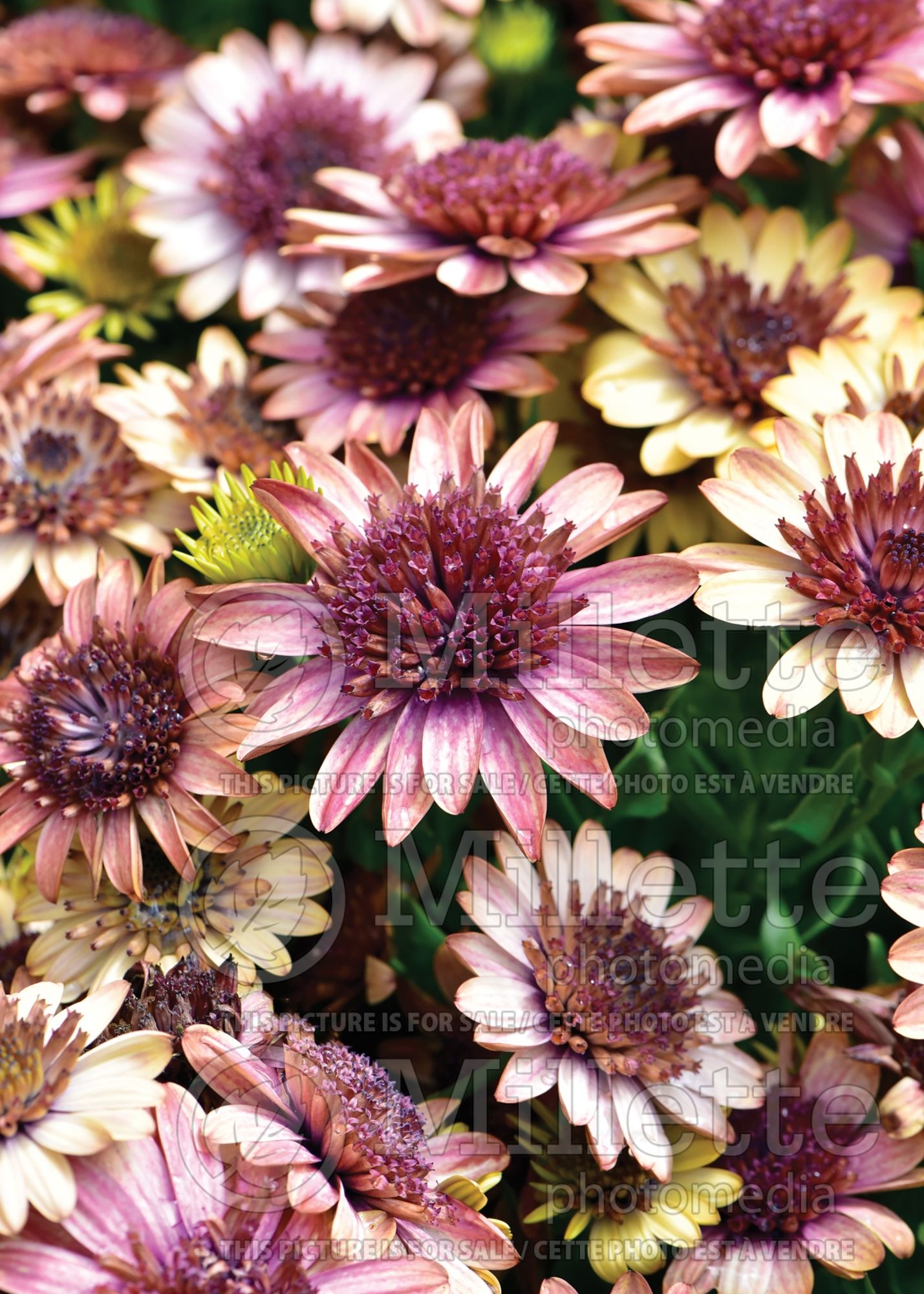 Osteospermum 4D Harvest Moon (African Daisy, Cape Daisy) 2