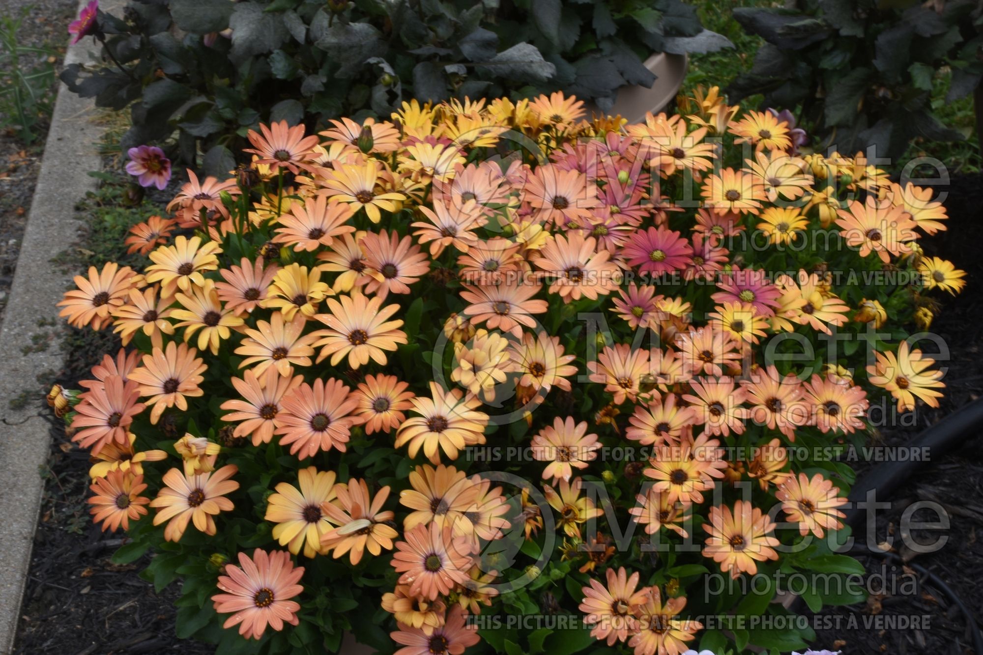 Osteospermum Akila Sunset Shades (African Daisy, Cape Daisy) 1