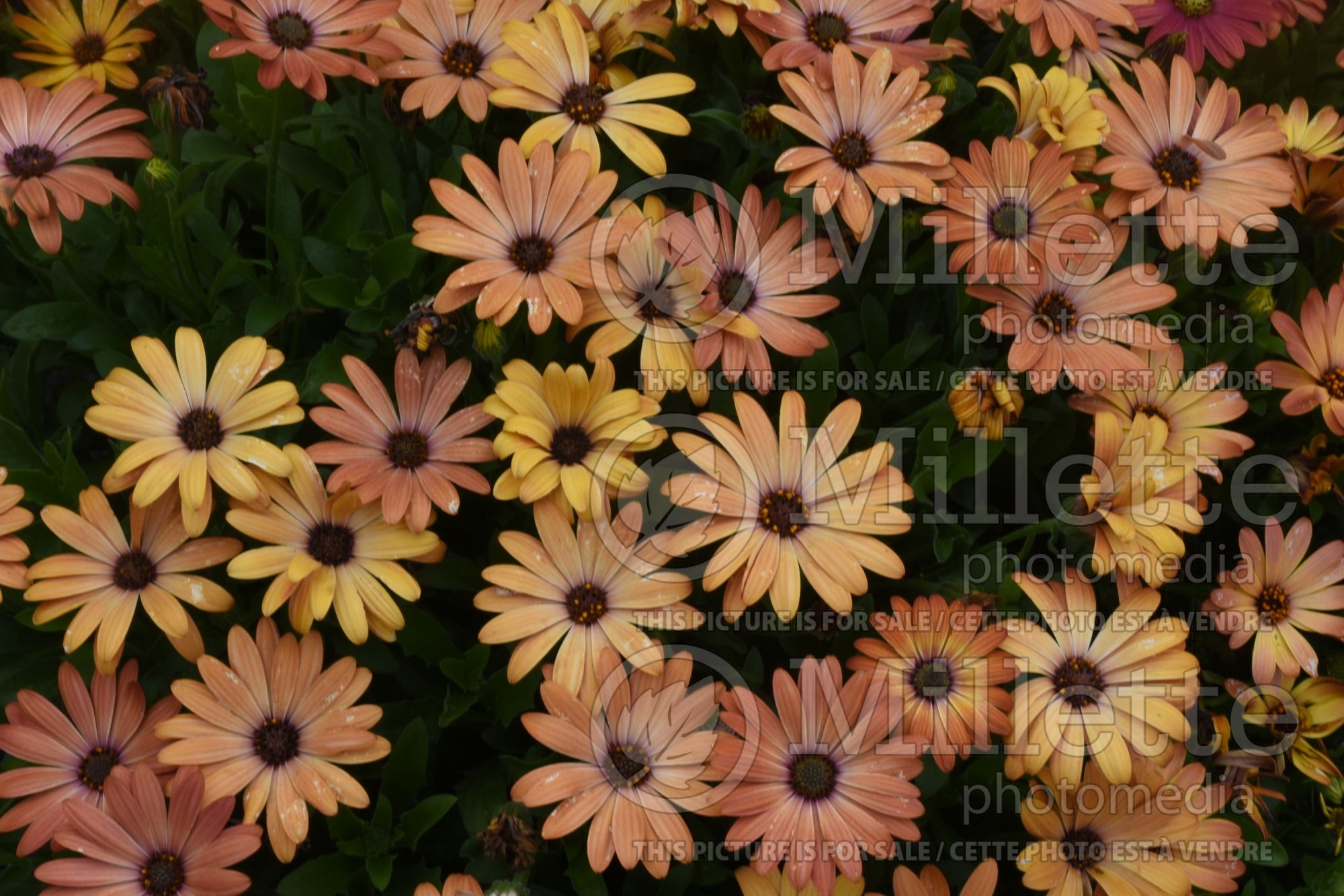 Osteospermum Akila Sunset Shades (African Daisy, Cape Daisy) 2