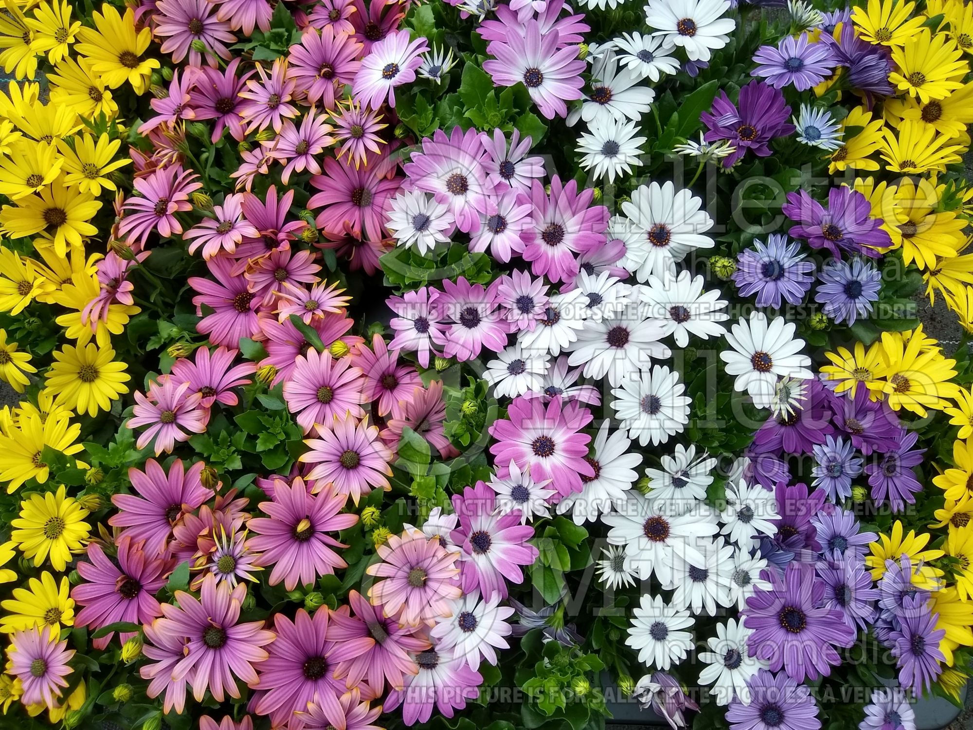 Osteospermum mix (African Daisy, Cape Daisy) 1