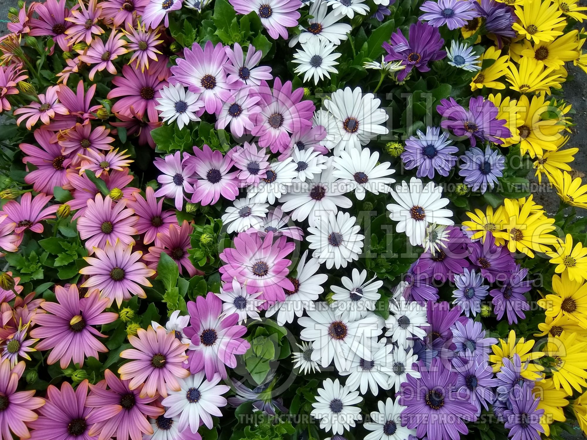 Osteospermum mix (African Daisy, Cape Daisy) 2