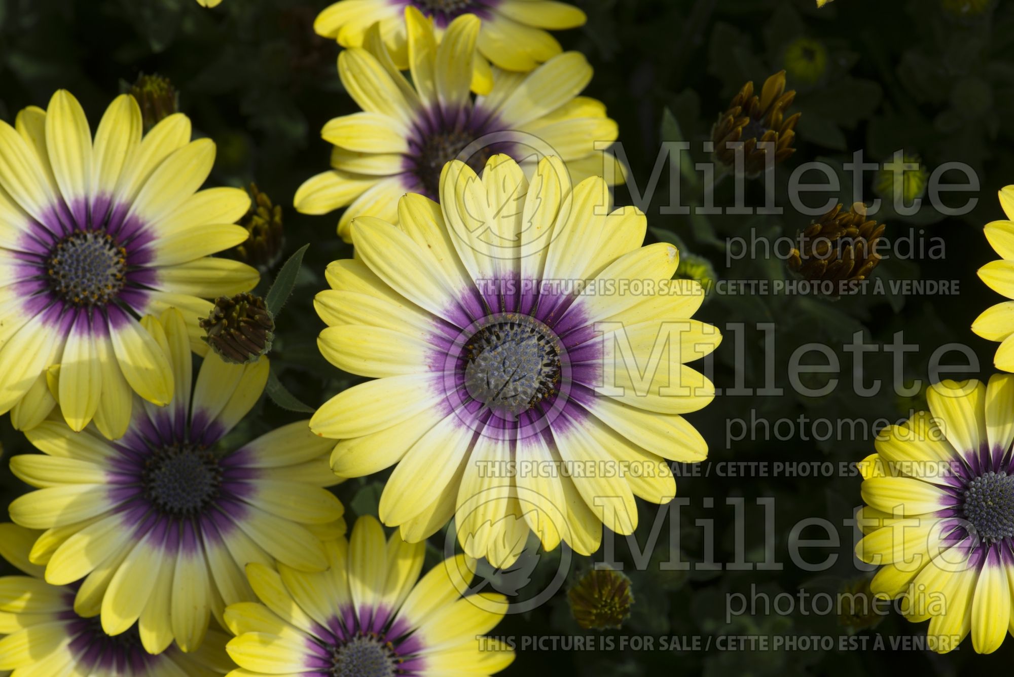Osteospermum Serenity Blue Eyed Beauty (African Daisy, Cape Daisy) 3