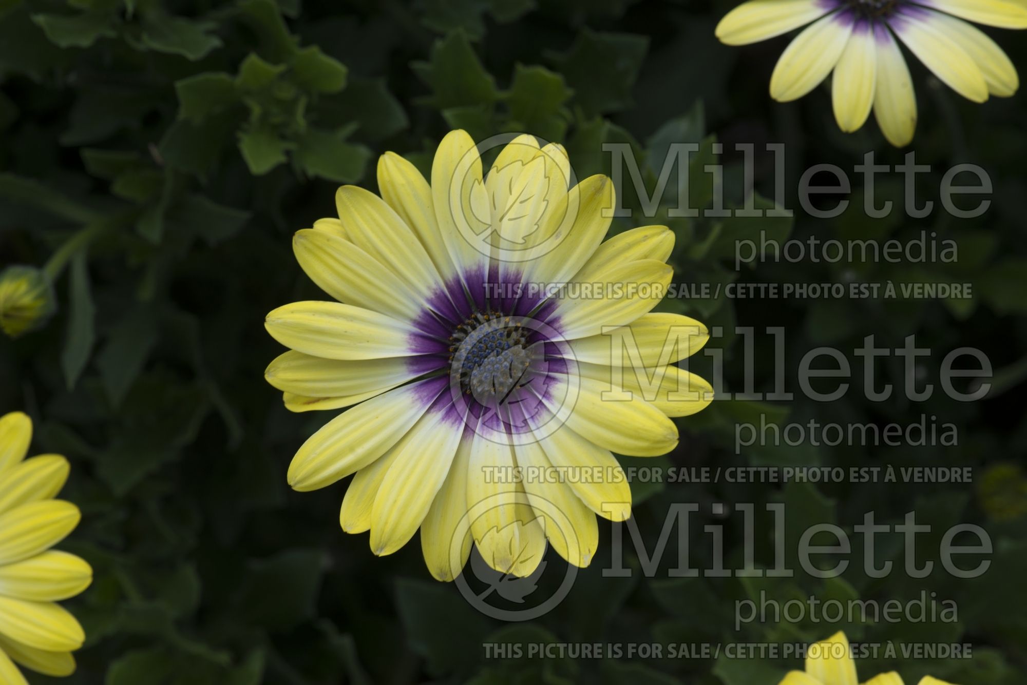 Osteospermum Serenity Blue Eyed Beauty (African Daisy, Cape Daisy) 1