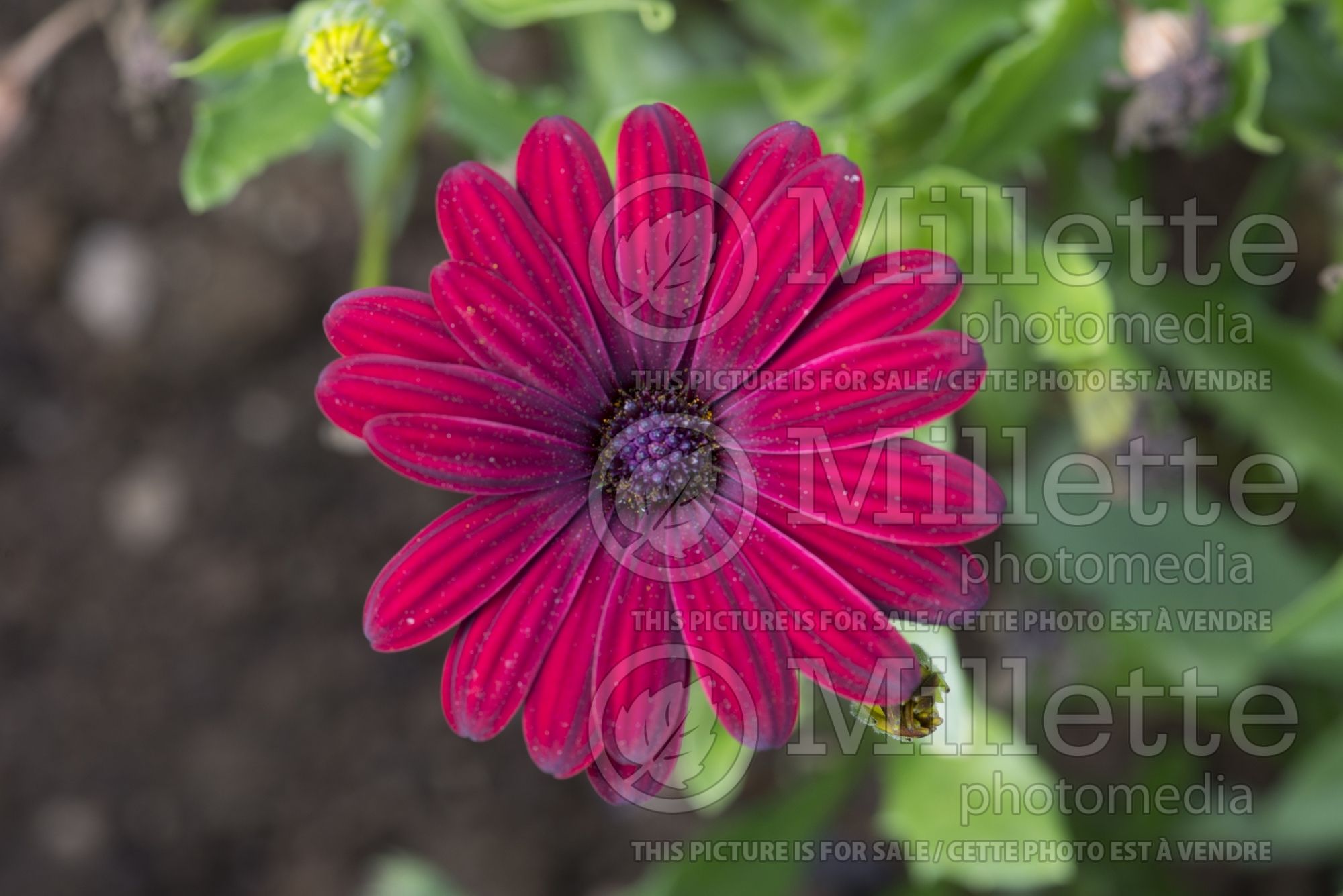 Osteospermum Serenity Red (African Daisy, Cape Daisy) 1