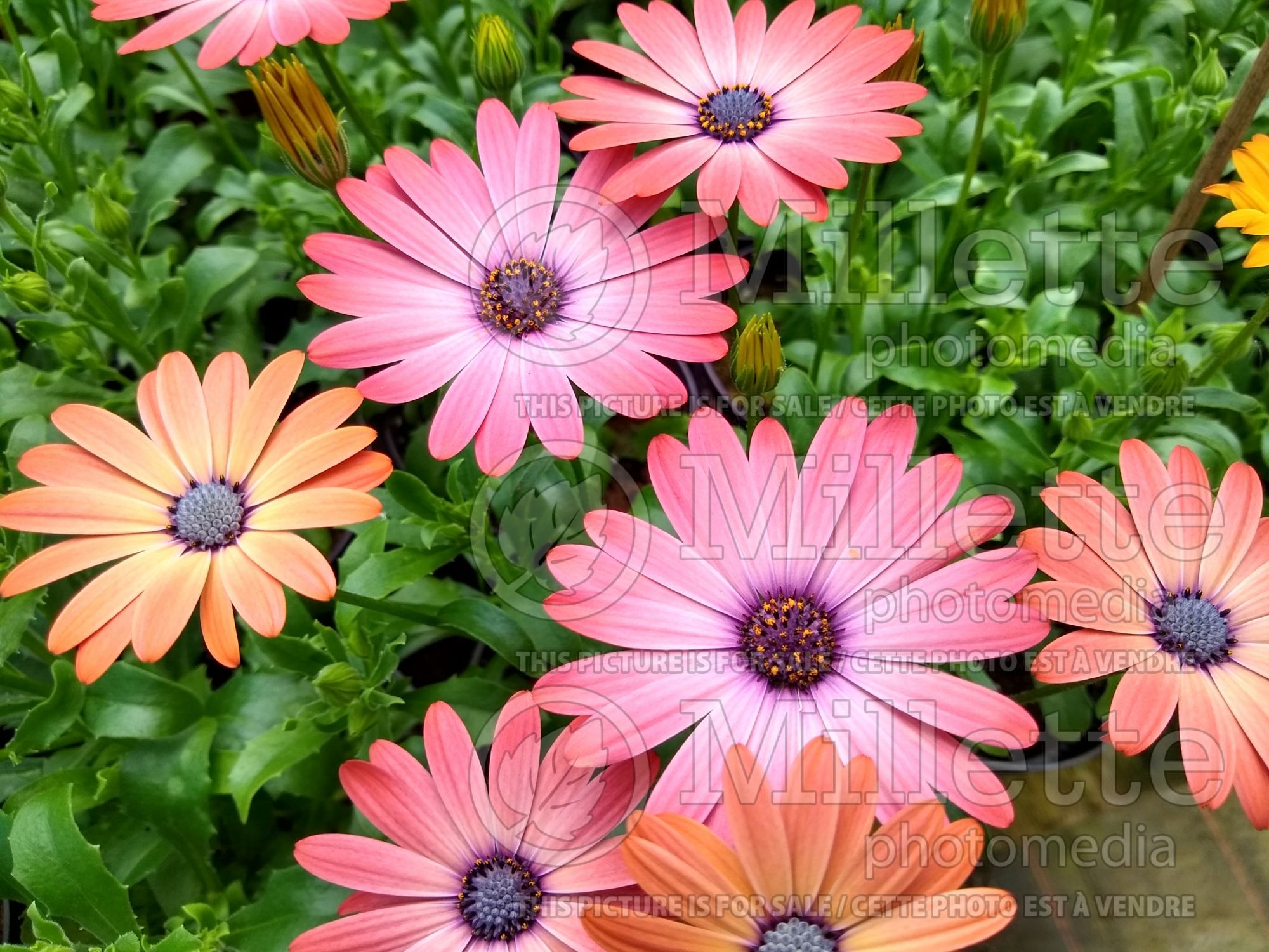 Osteospermum Serenity Rose Magic (African Daisy, Cape Daisy) 1