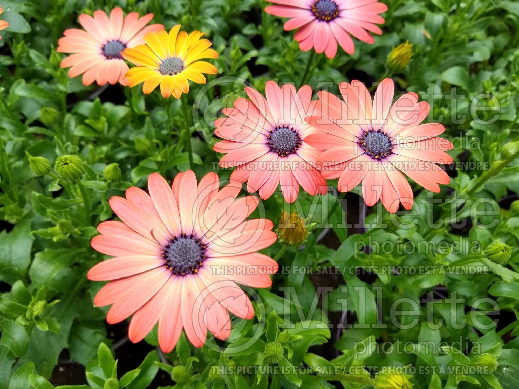Osteospermum Serenity Rose Magic (African Daisy, Cape Daisy) 2