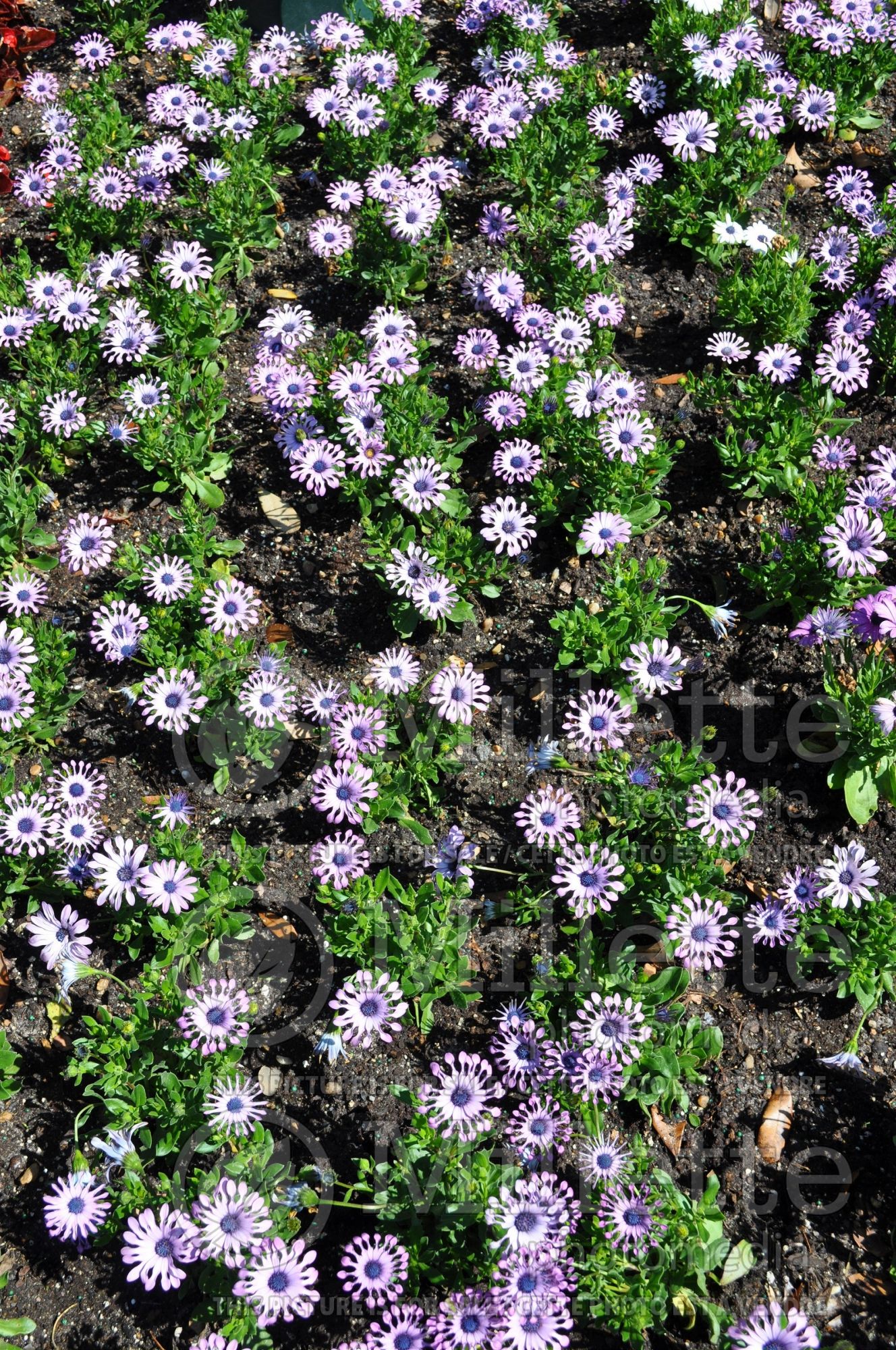 Osteospermum (African Daisy, Cape Daisy) 1