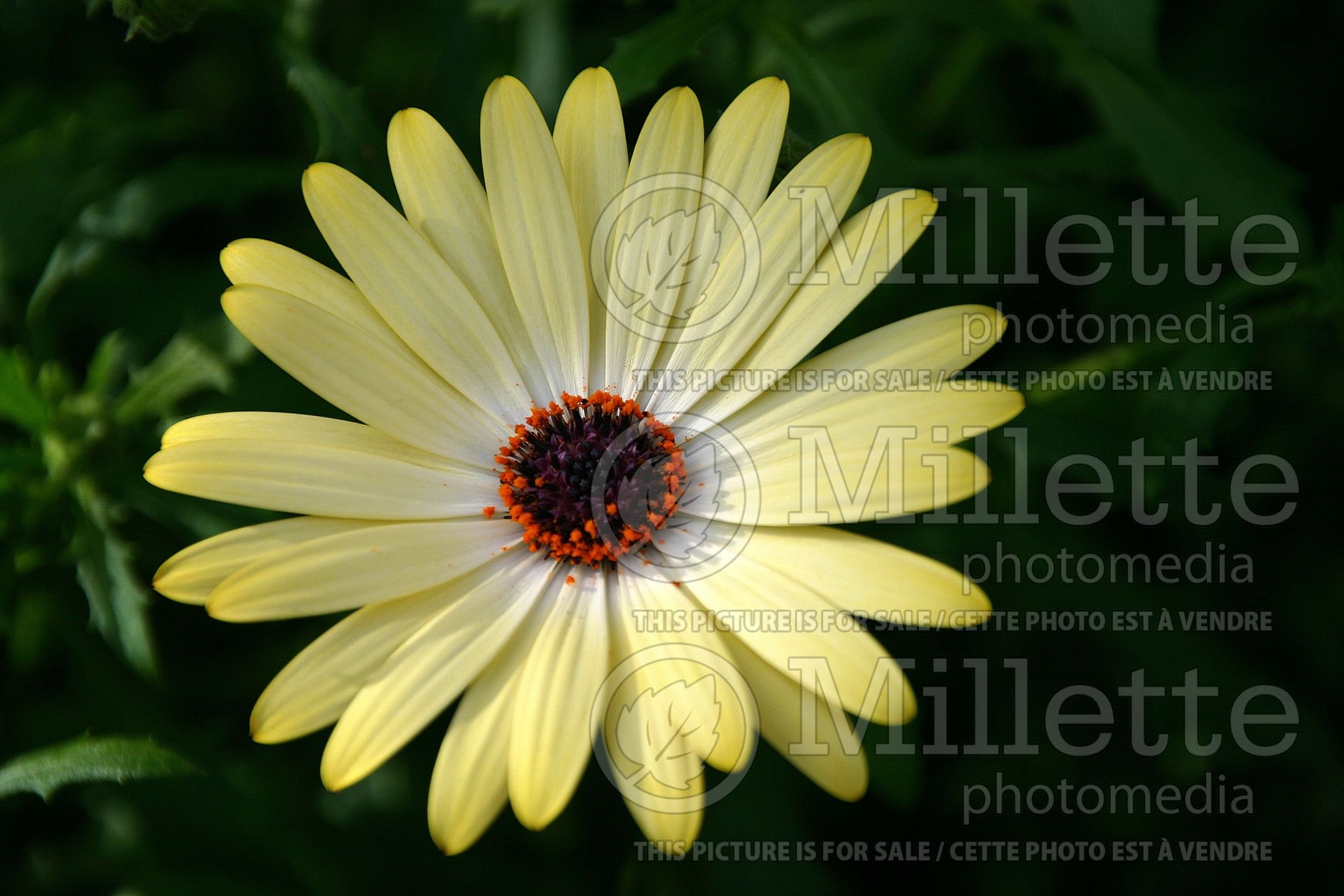 Ostospermum Buttermilk (African Daisy, Cape Daisy) 1