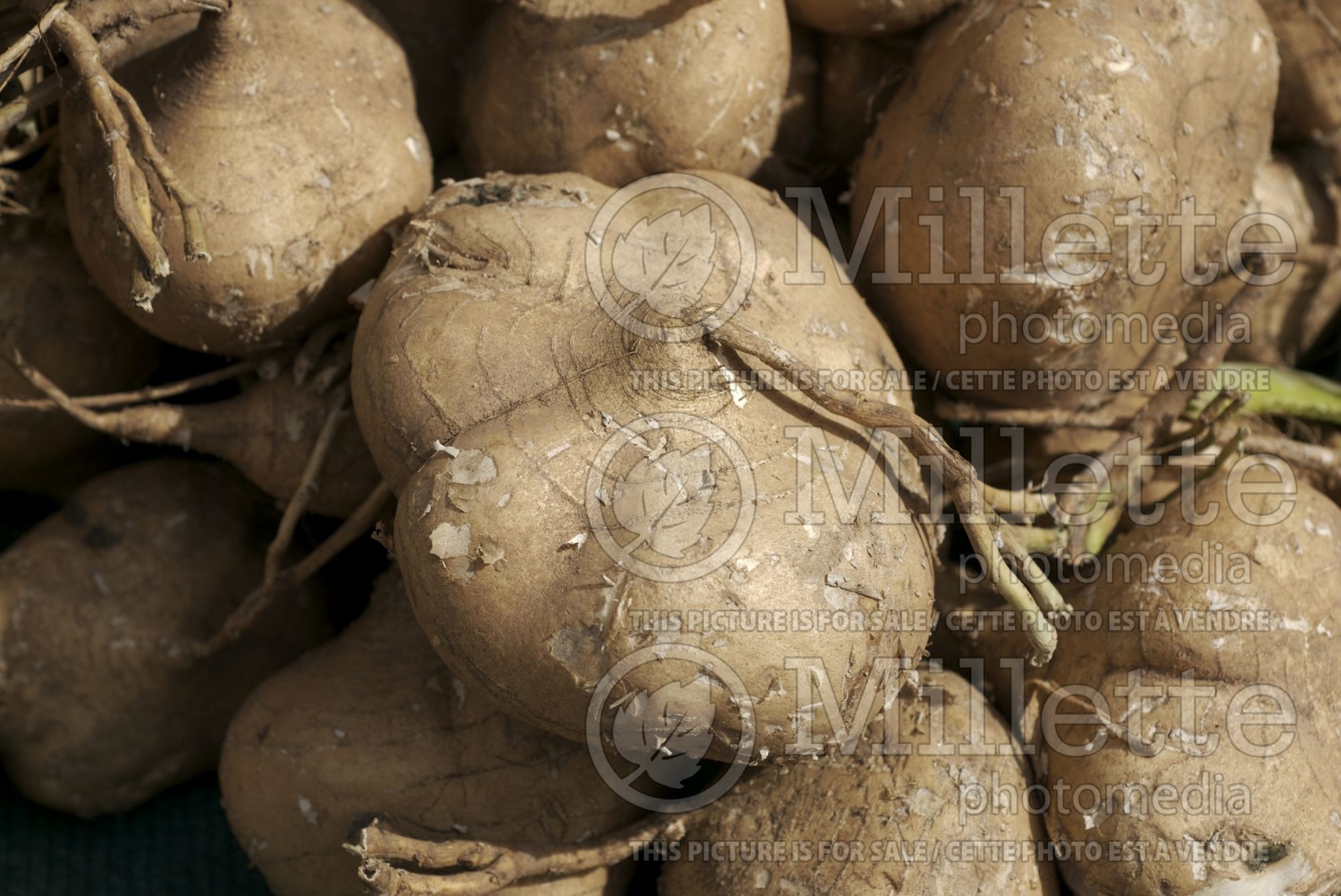 Pachyrhizus erosus (jicama, Mexican yam bean, or Mexican turnip, vegetable) 3