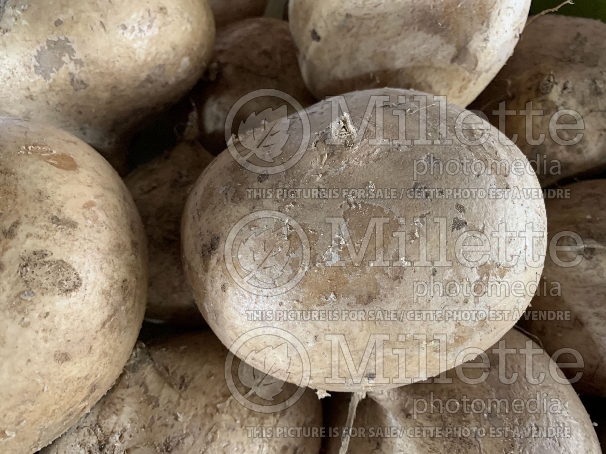 Pachyrhizus erosus (jicama, Mexican yam bean, or Mexican turnip, vegetable) 2