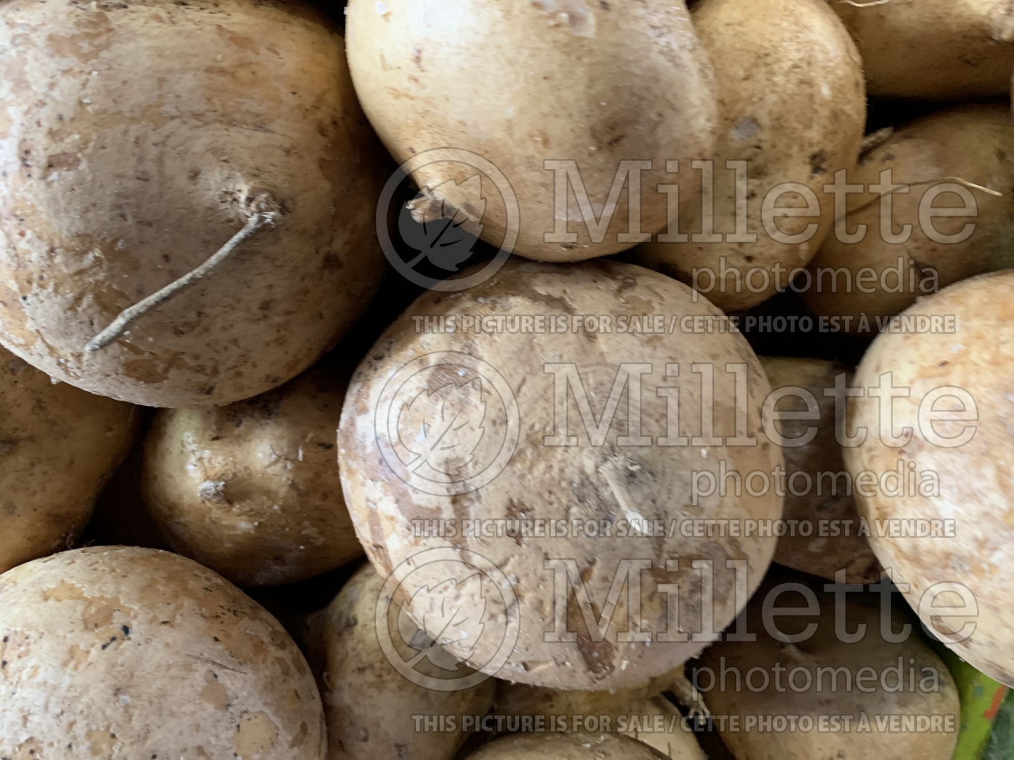 Pachyrhizus erosus (jicama, Mexican yam bean, or Mexican turnip, vegetable) 1